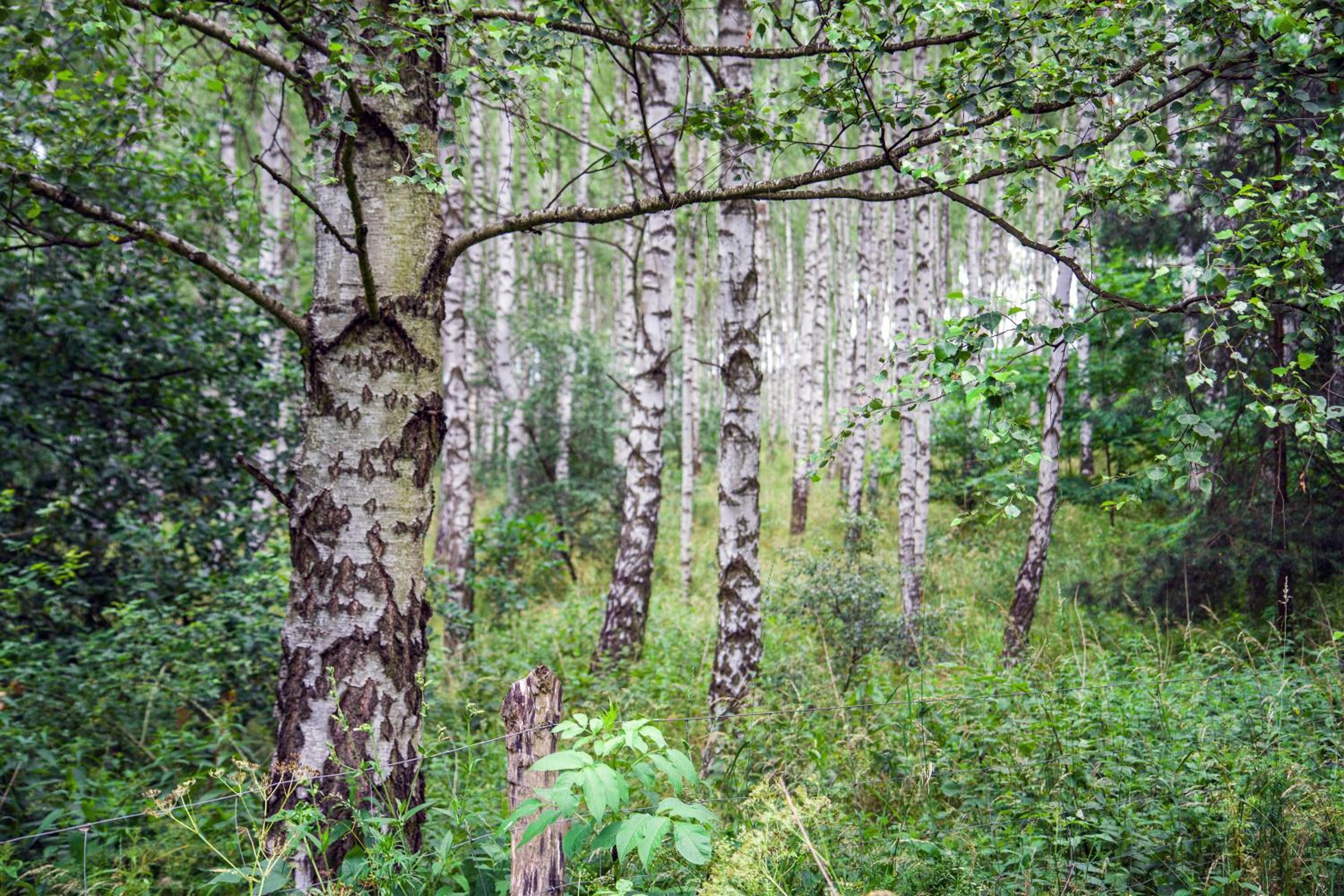 Photo 30