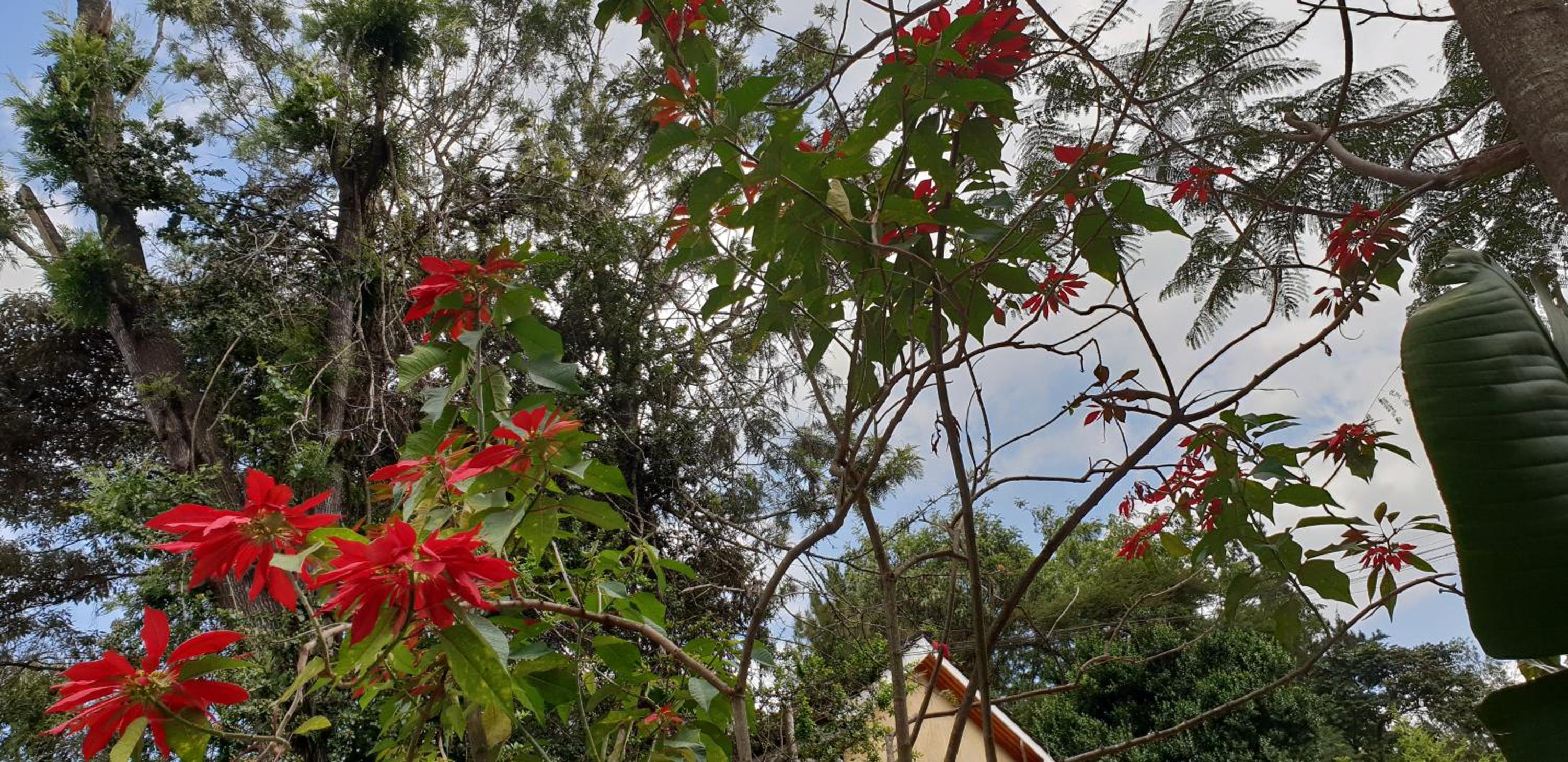 Spurwing Guest House