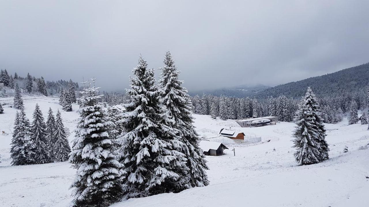 Winter-Nest