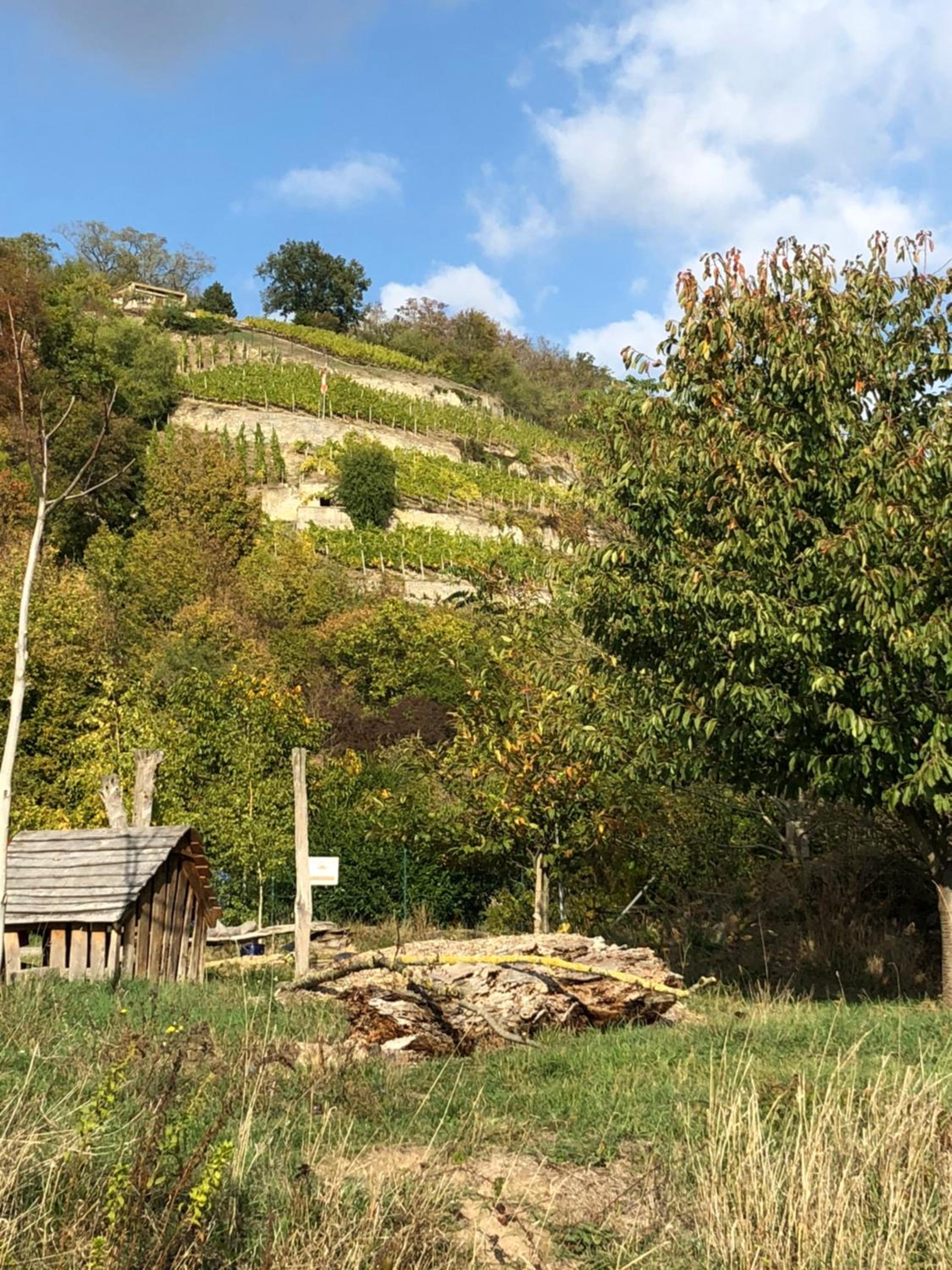 Hotel garni Zum Rebstock