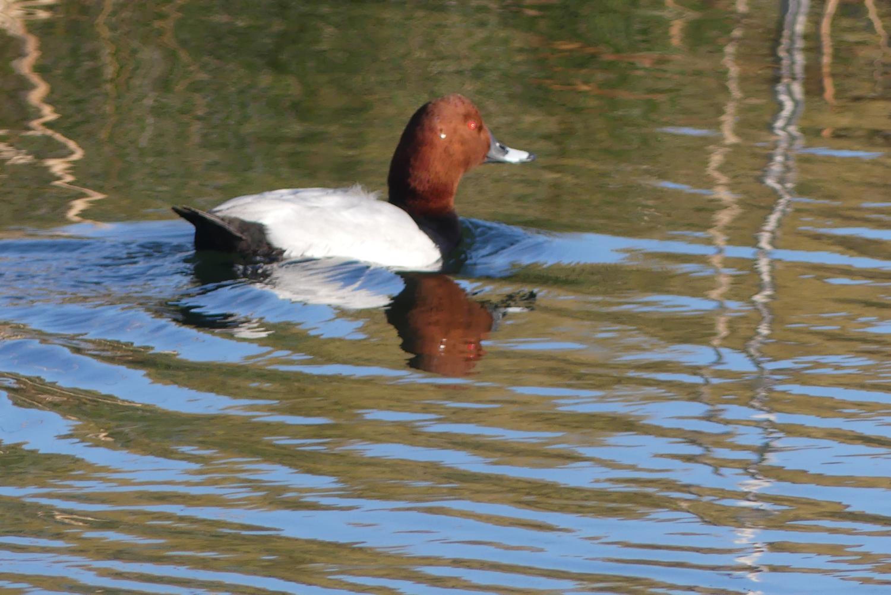 KASA BLANCA en Olhão — other