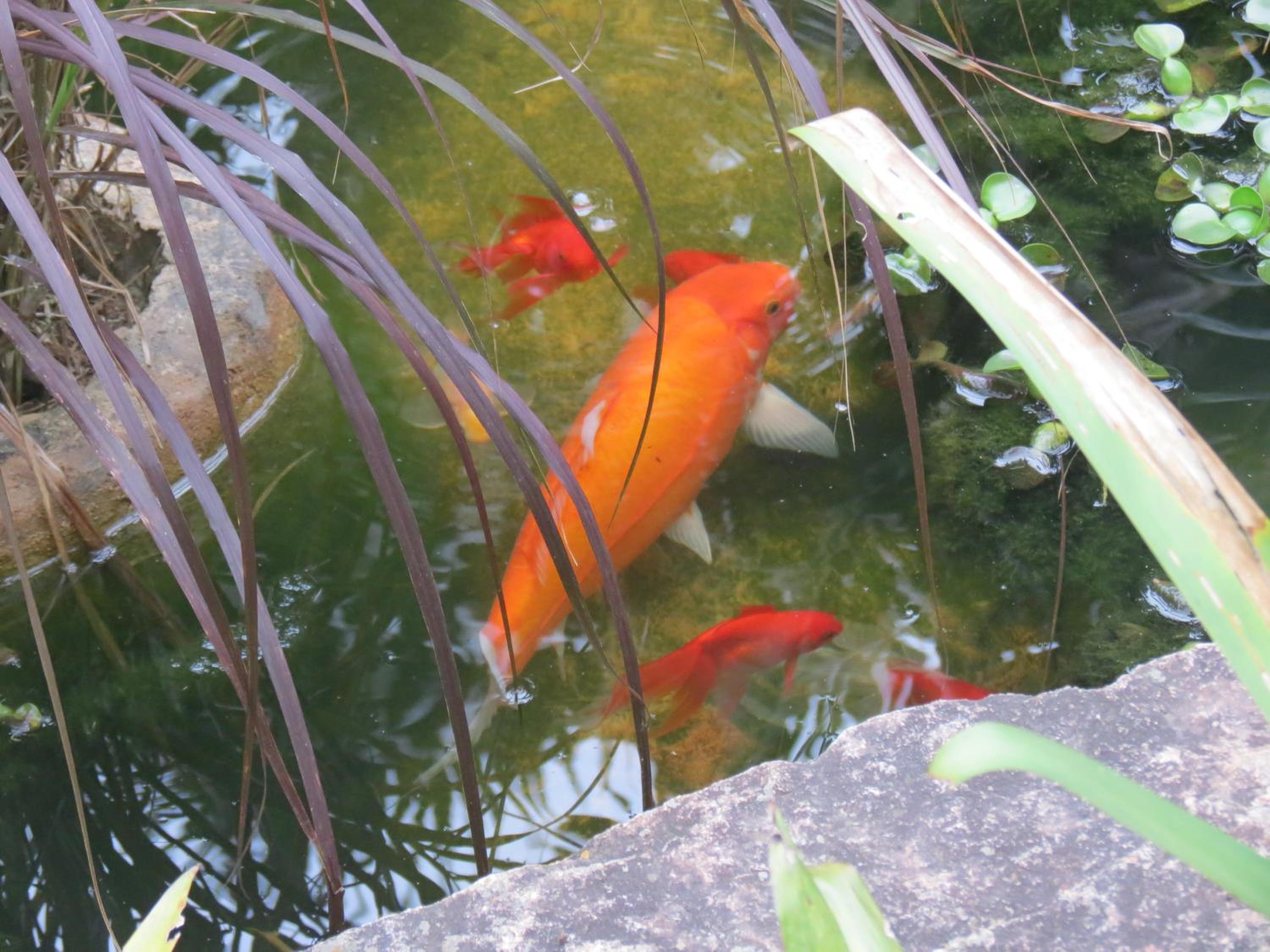 Photo 57