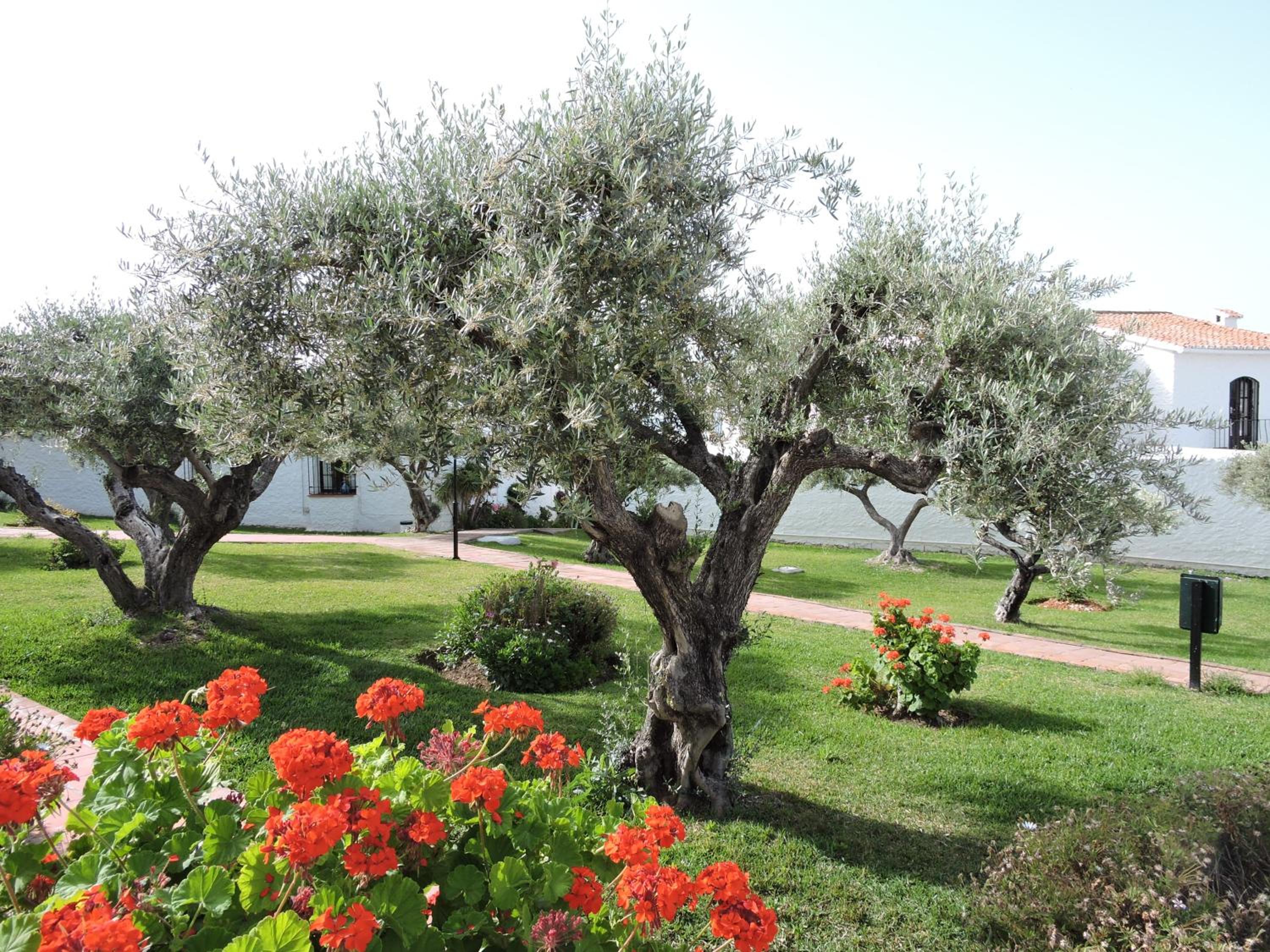 Nerja Villas-Capistrano — photo 4