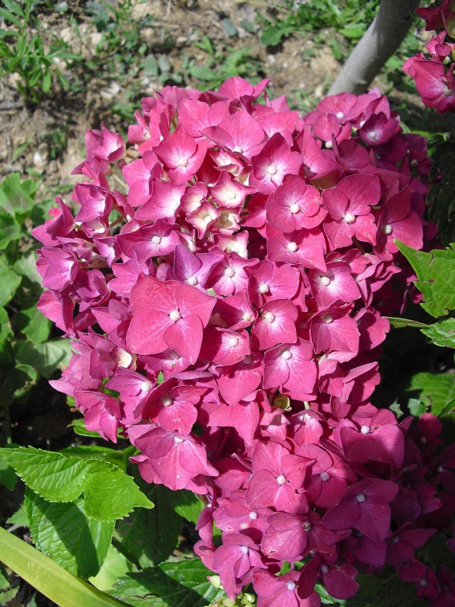 Photo 48