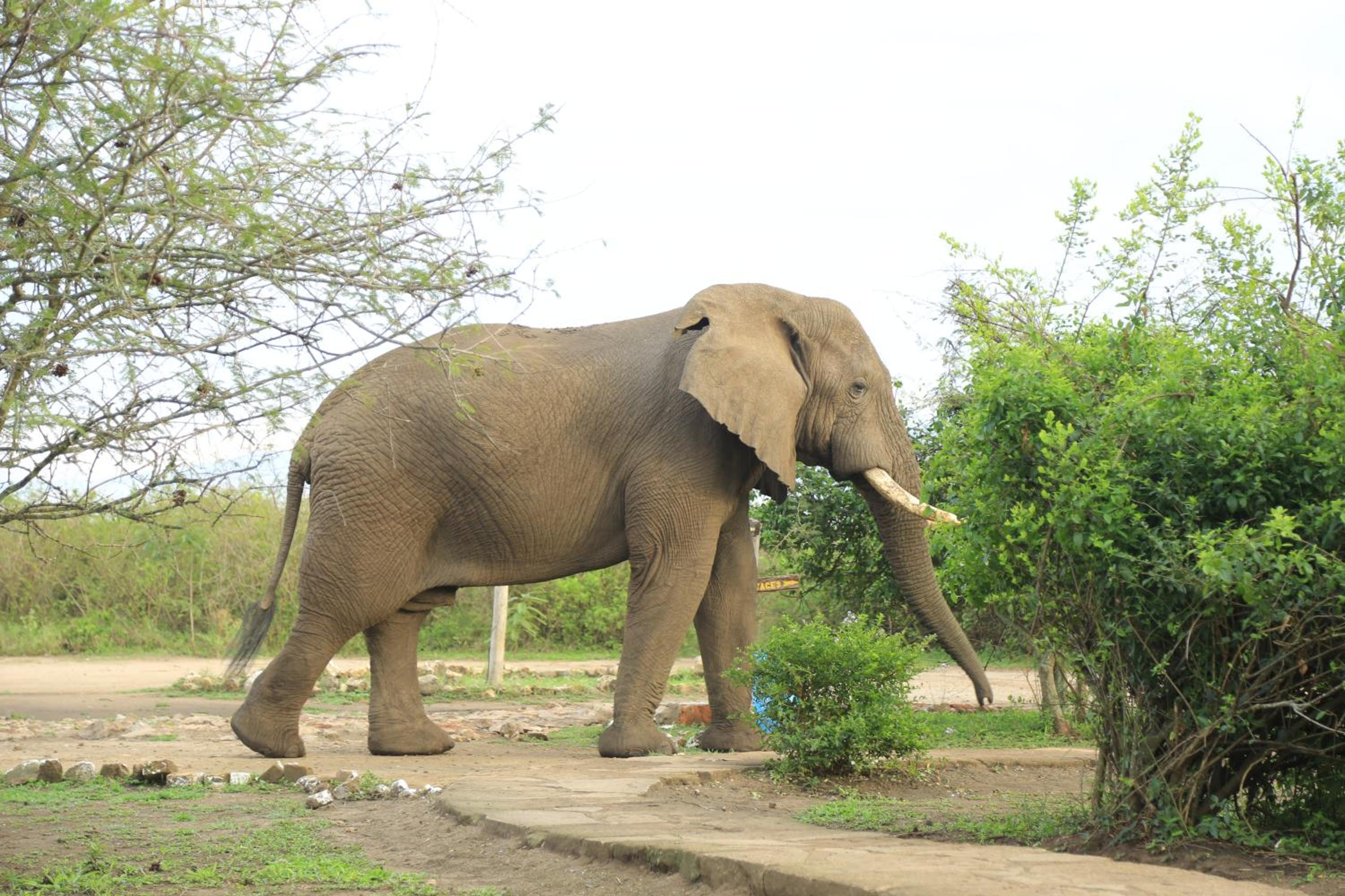 Engiri Game Lodge and Campsite