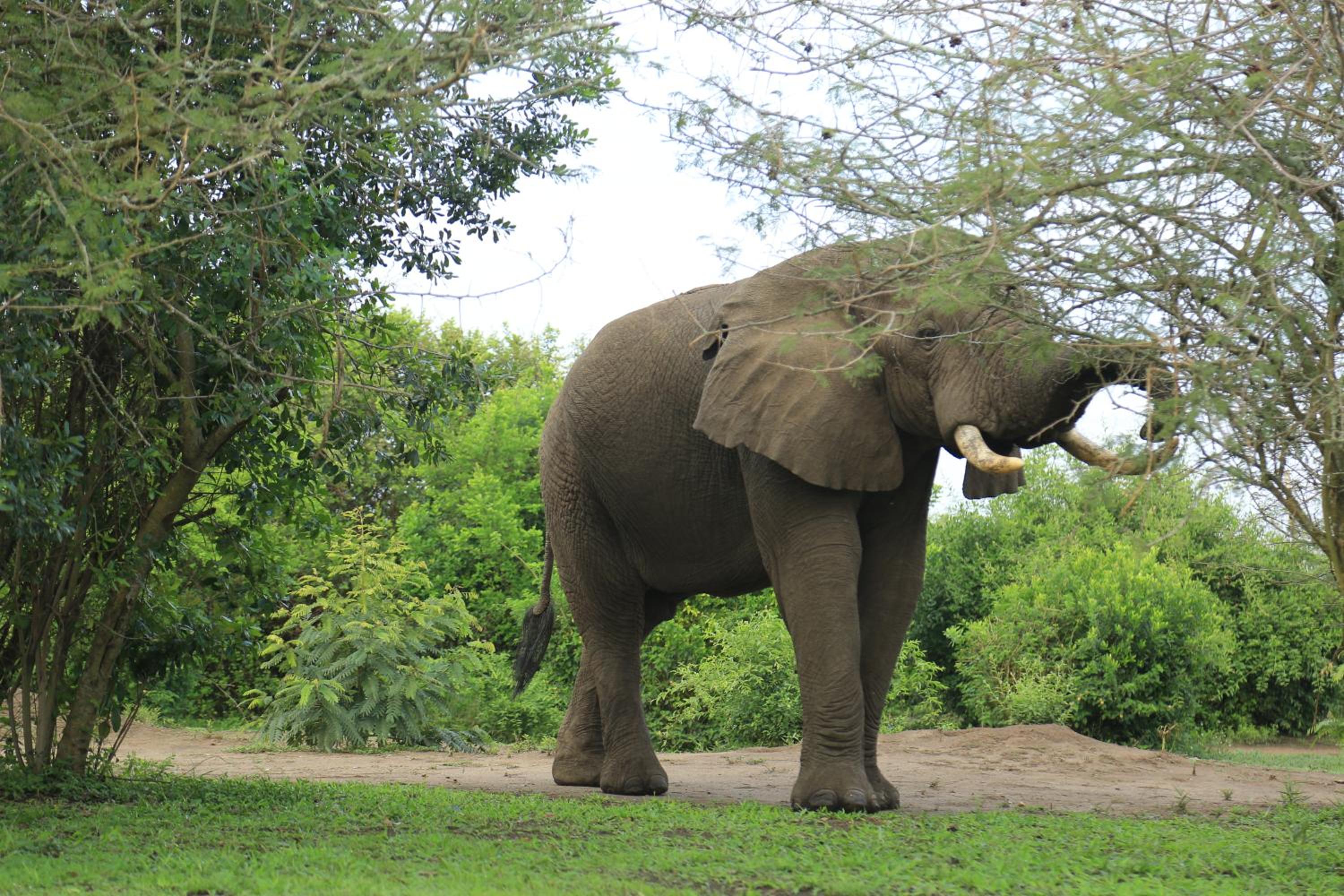Engiri Game Lodge and Campsite
