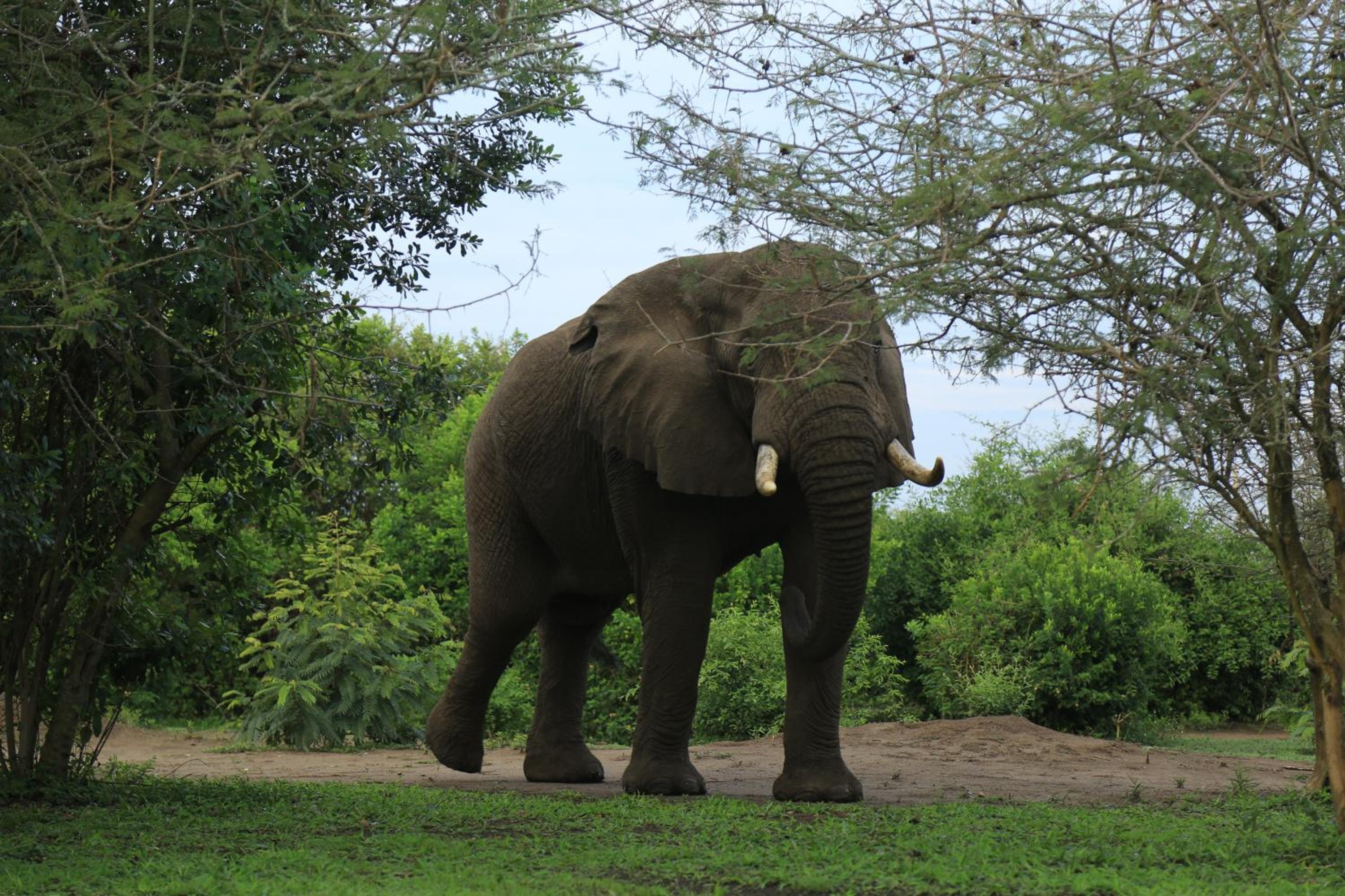 Engiri Game Lodge and Campsite