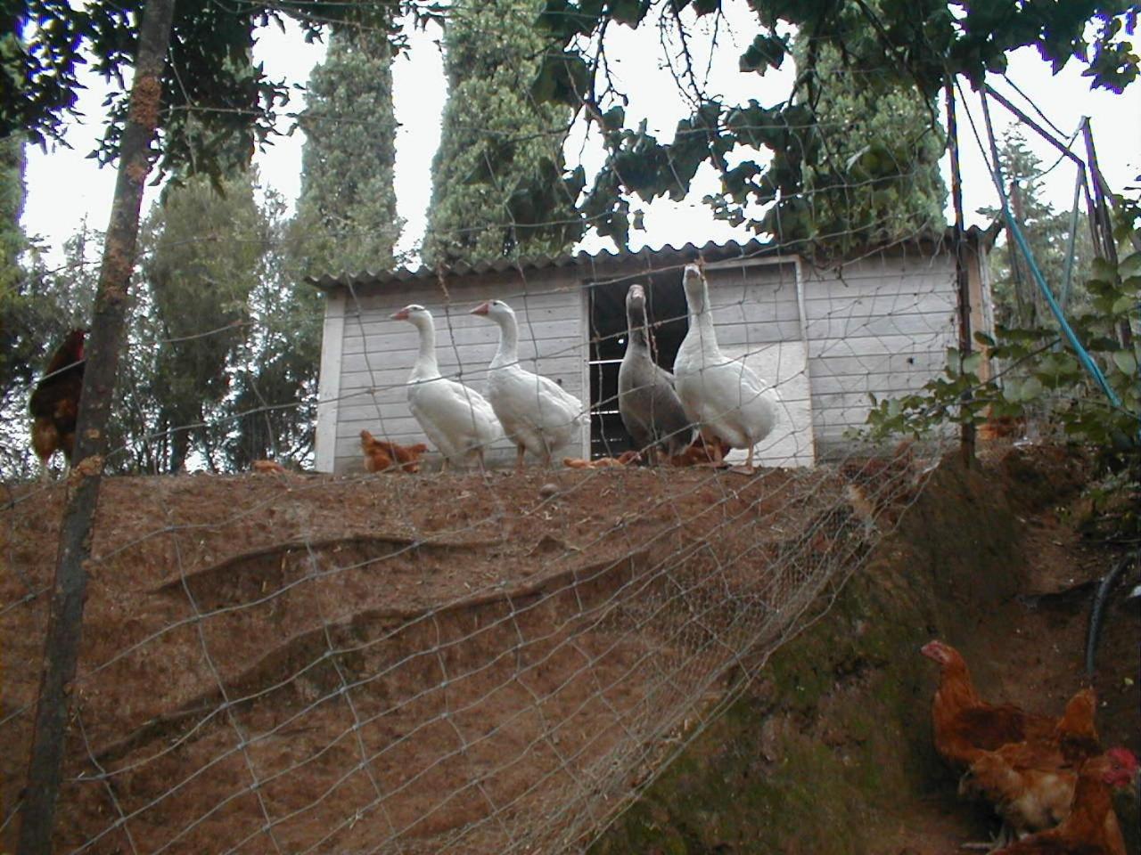 Photo 49