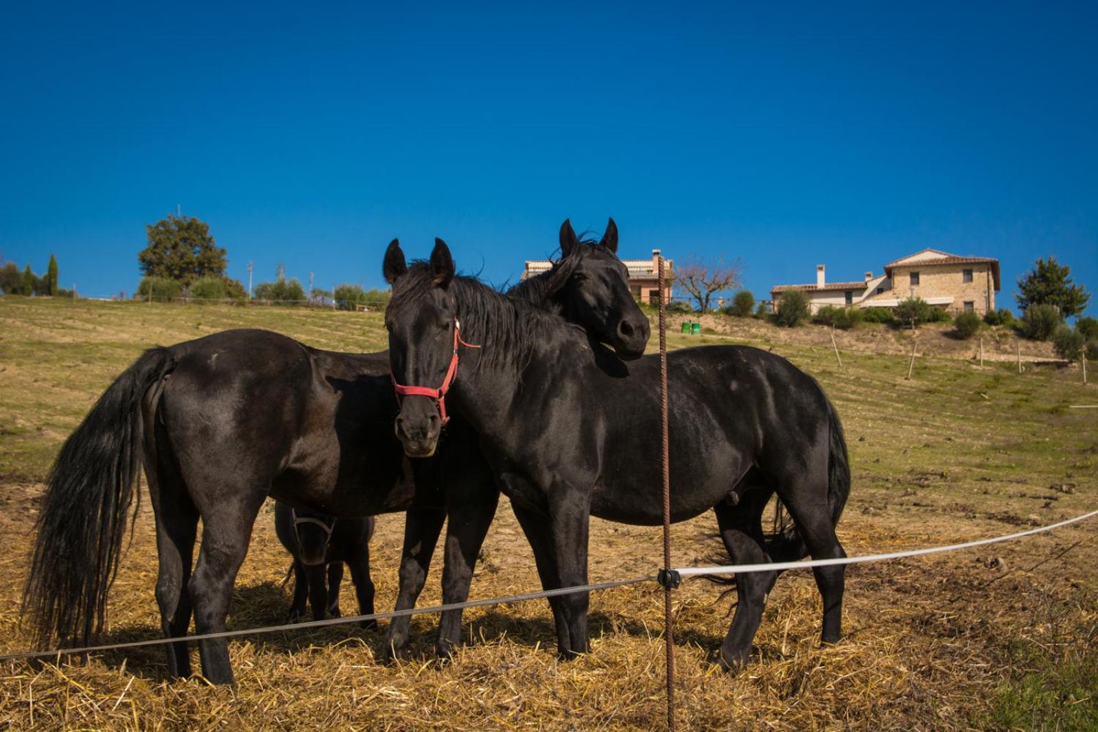 Agriturismo San Silvestro