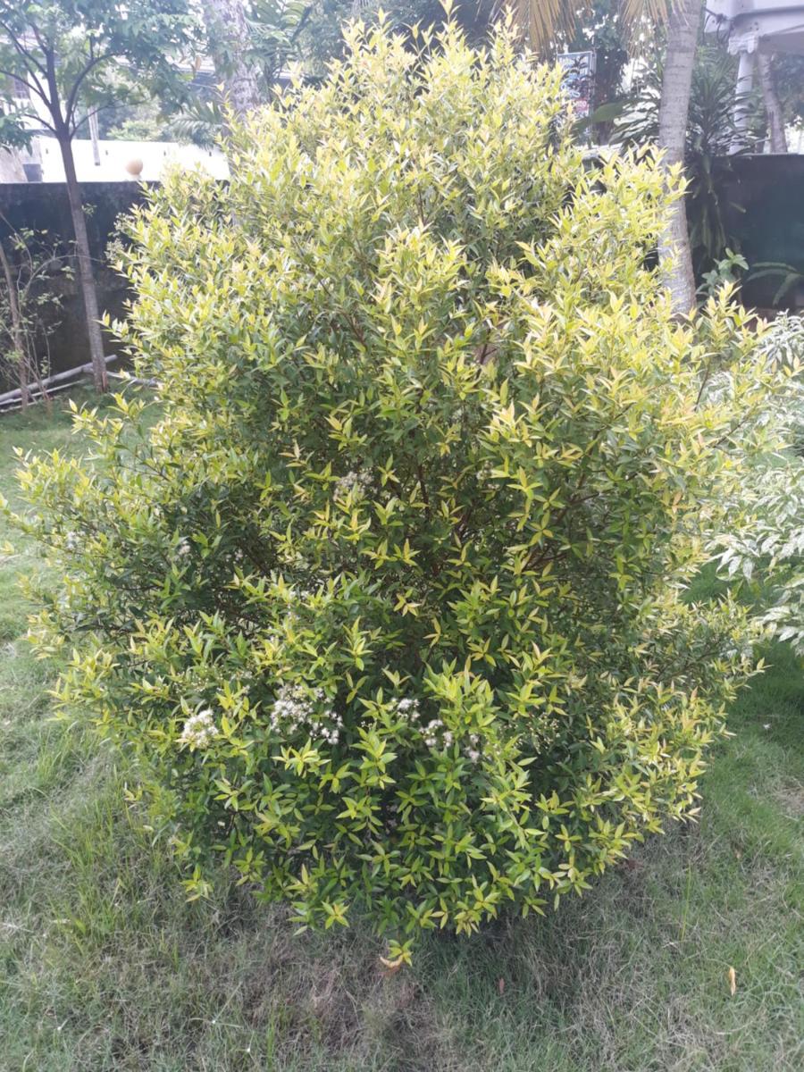 Photo 40