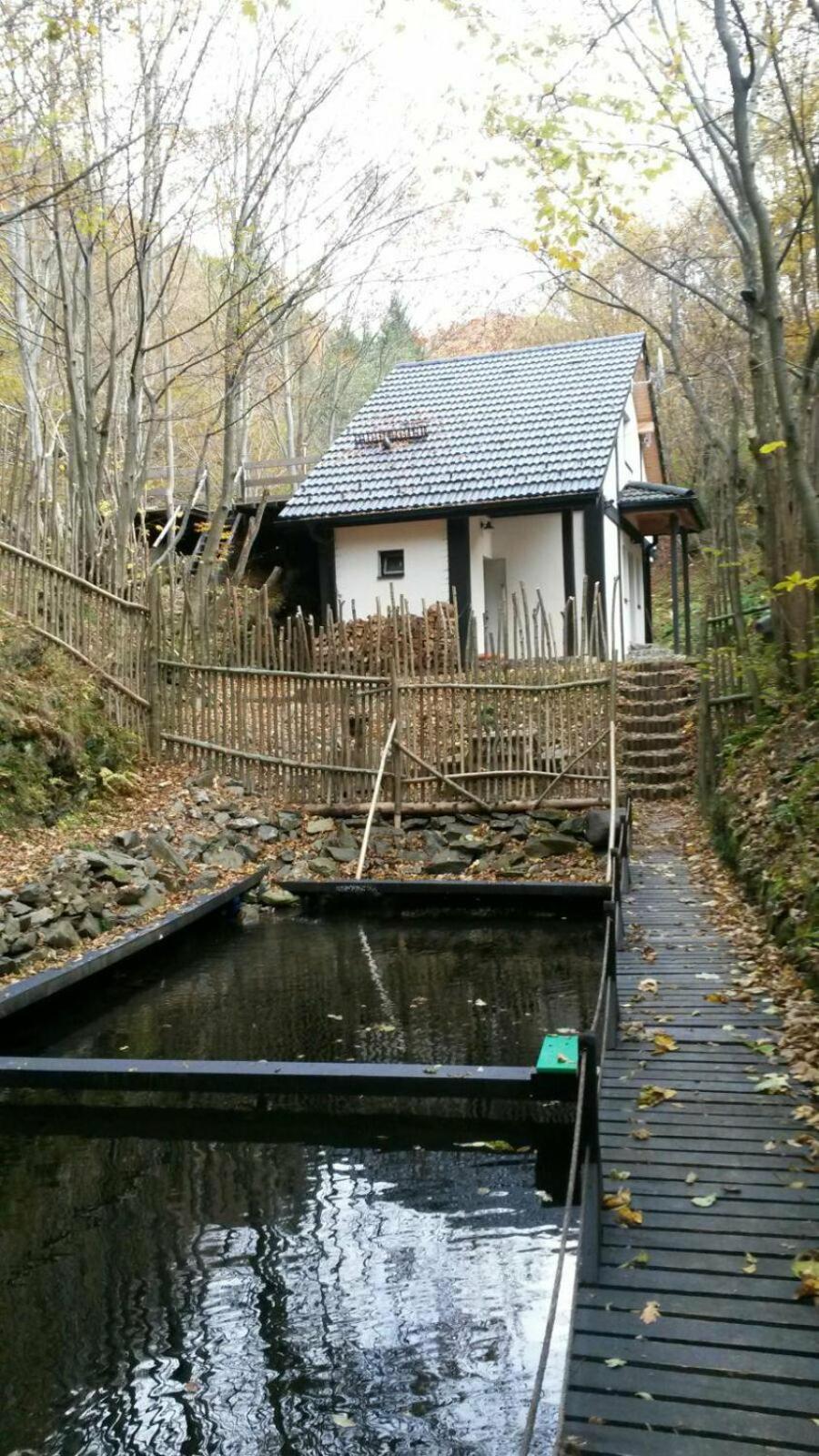 Cabana Crenguta