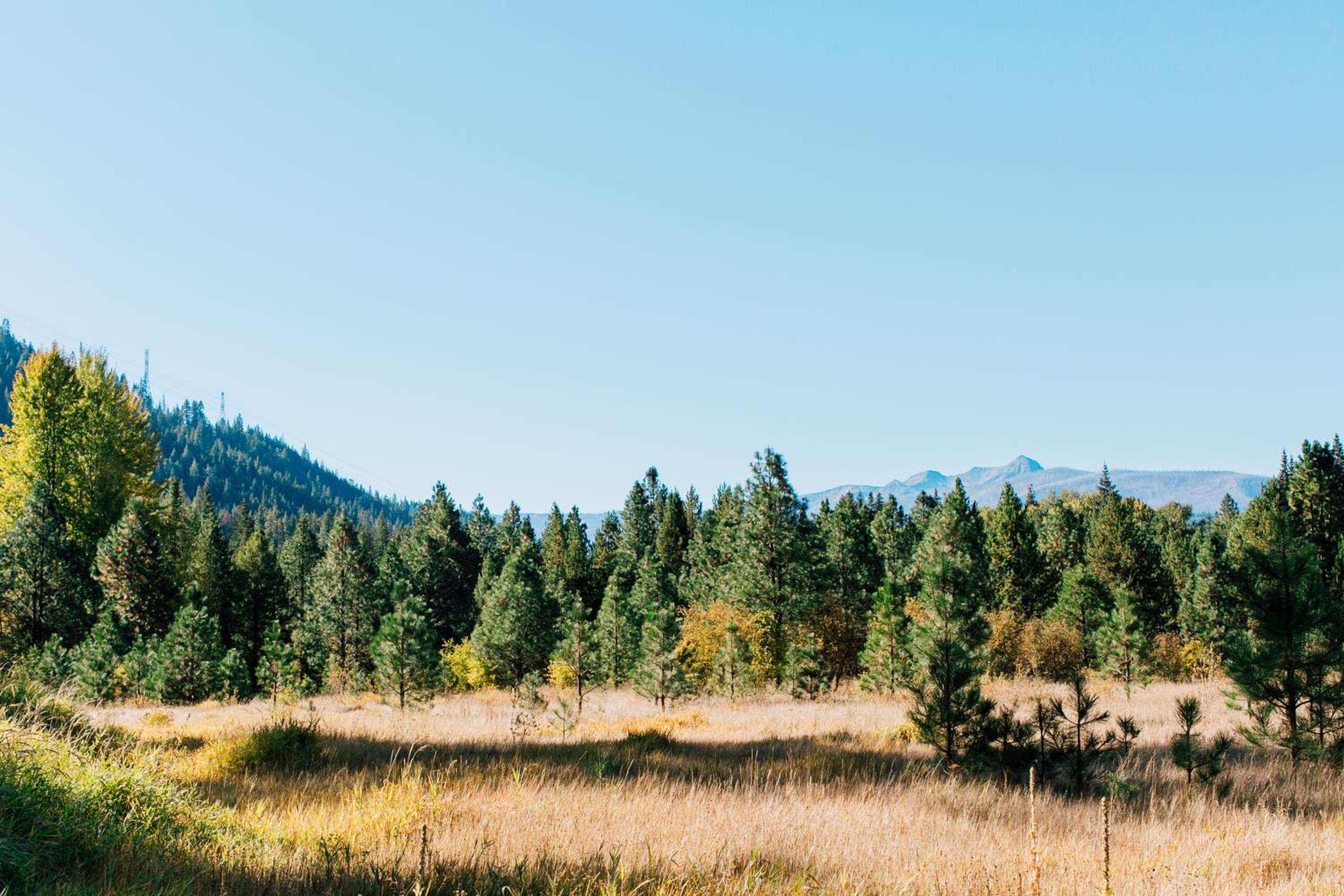Pine River Ranch B&B