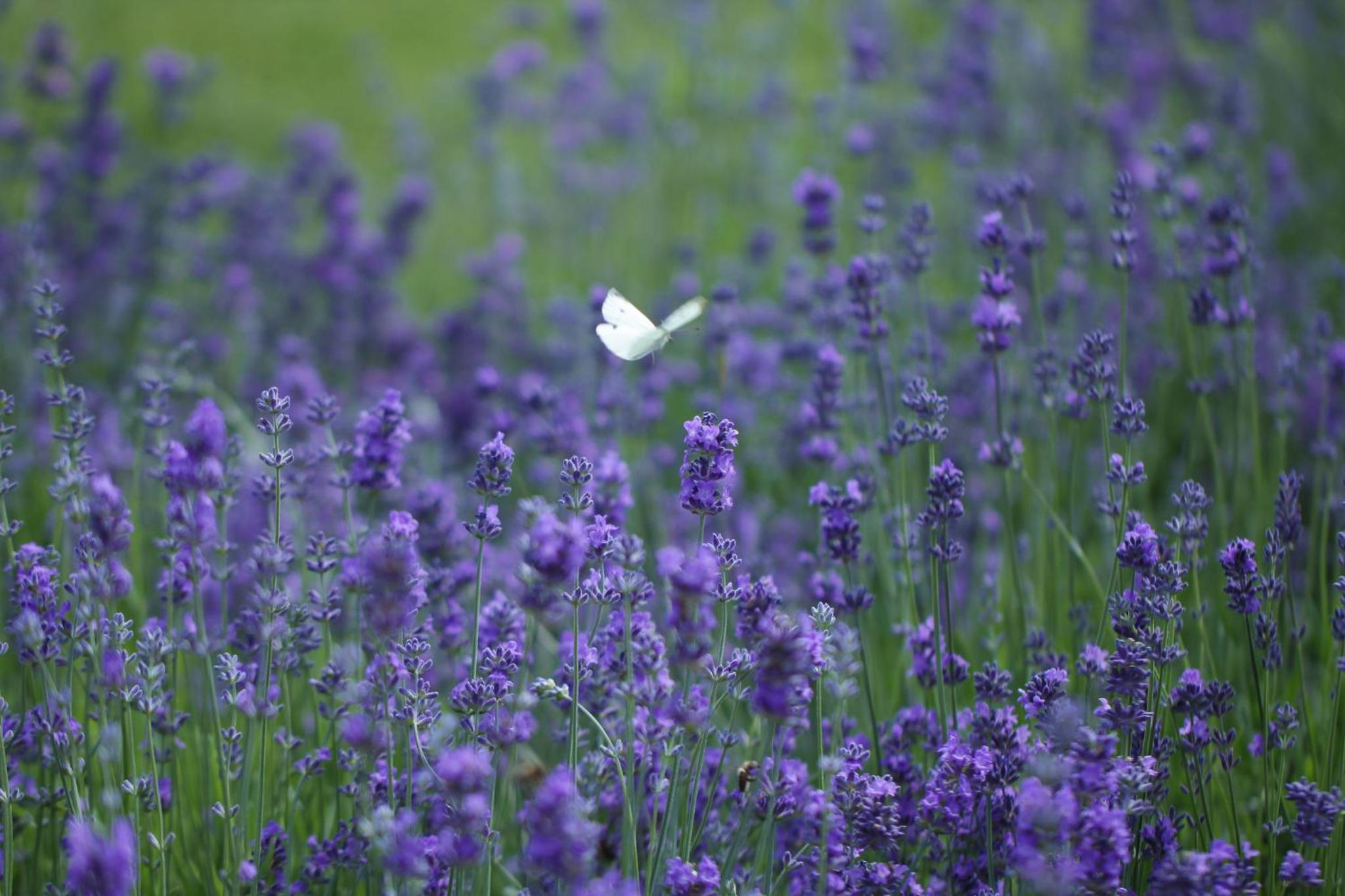 Photo 113