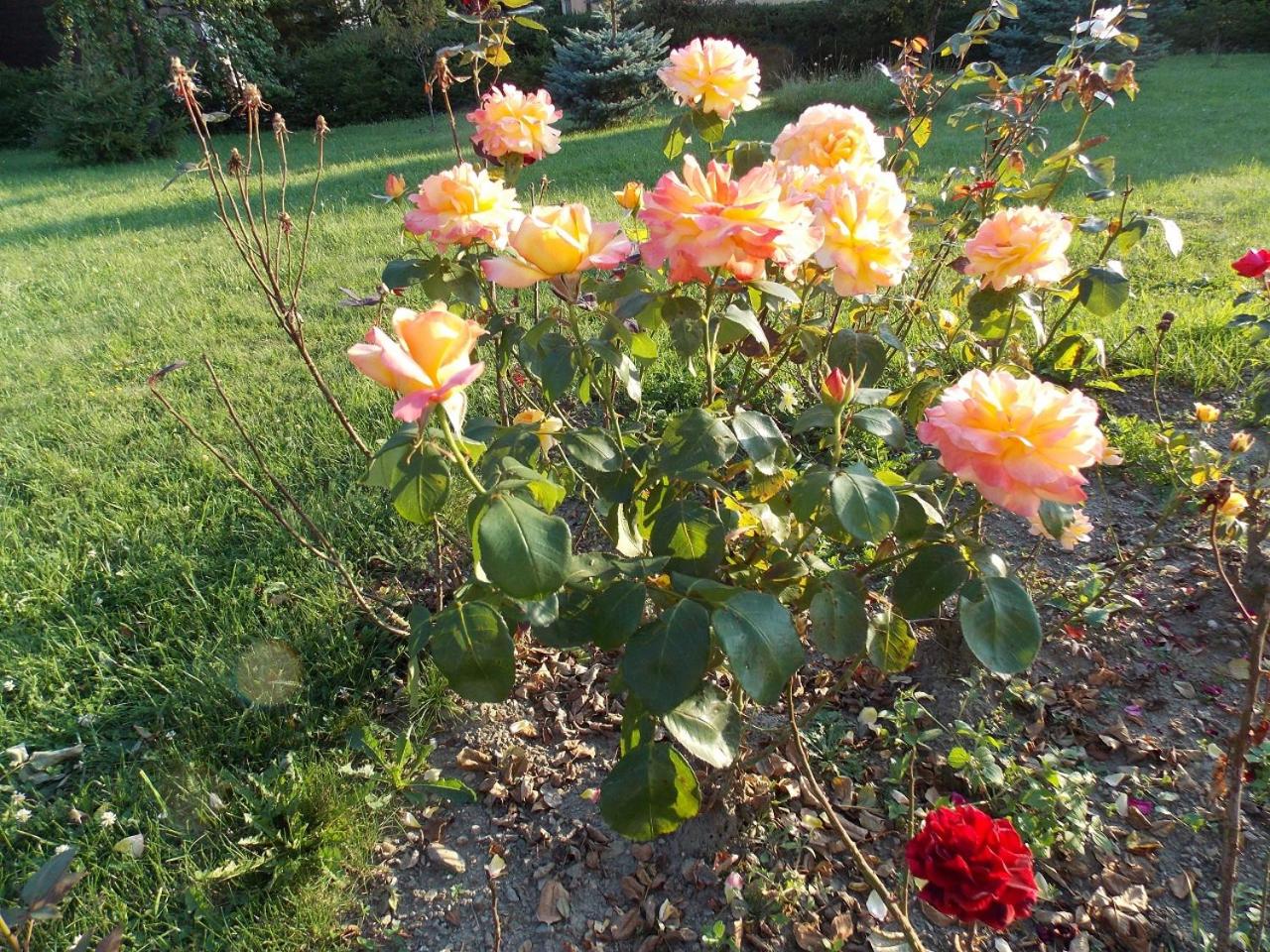 Photo 22