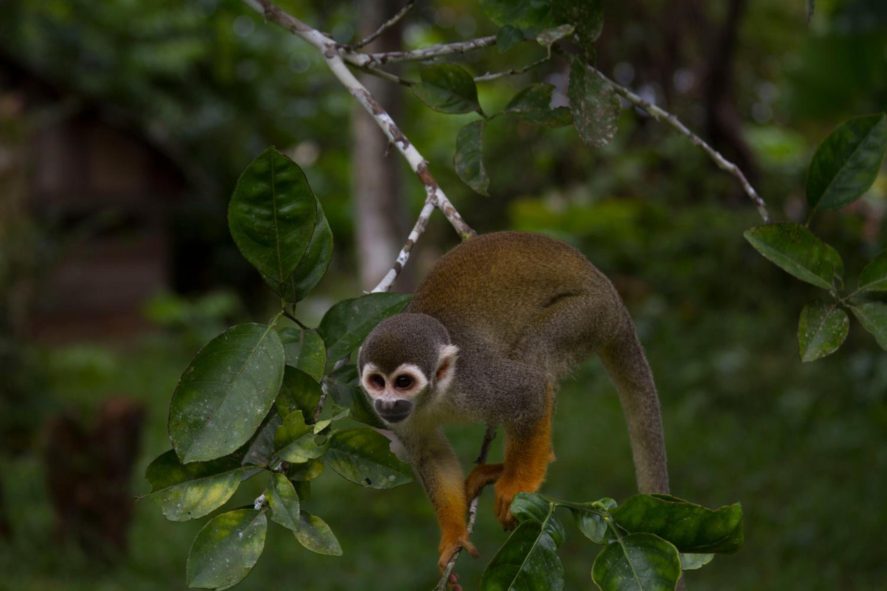 La Ceiba, Amazonas