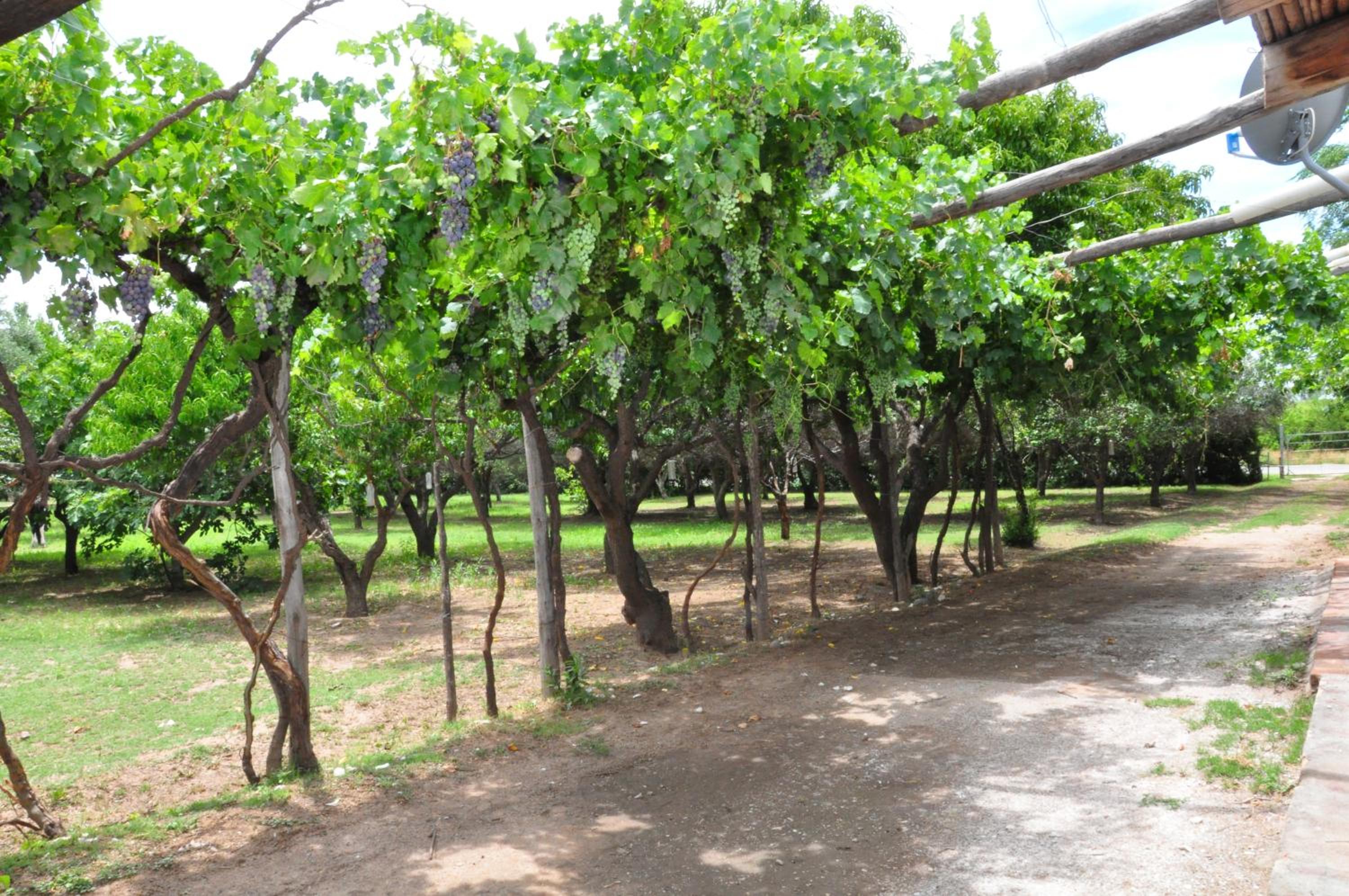 Finca ELSA