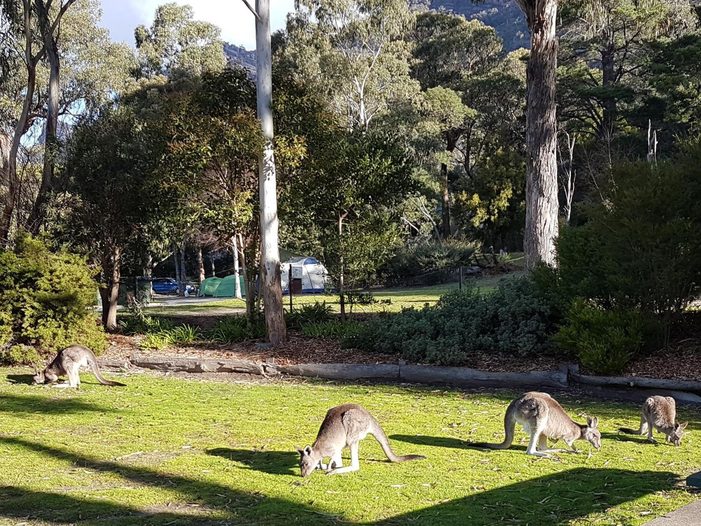 Breeze Holiday Parks - Halls Gap