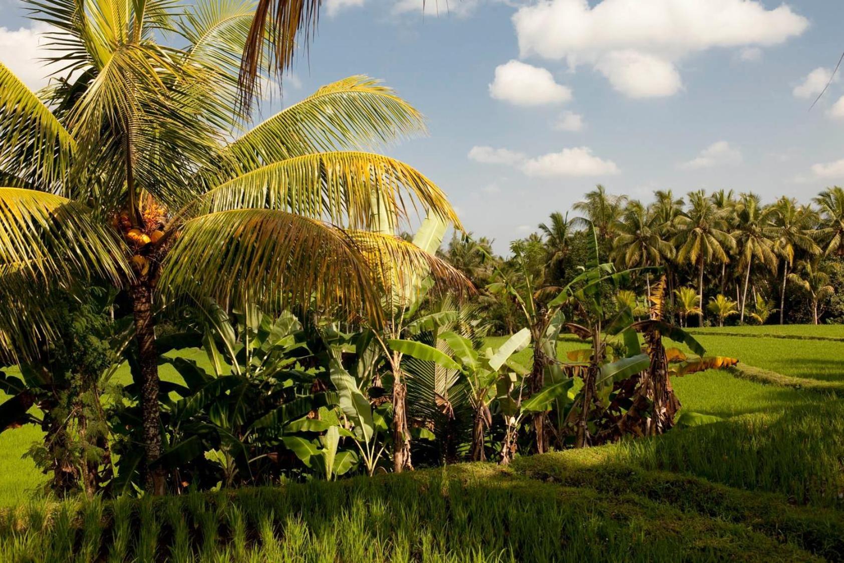Photo 36