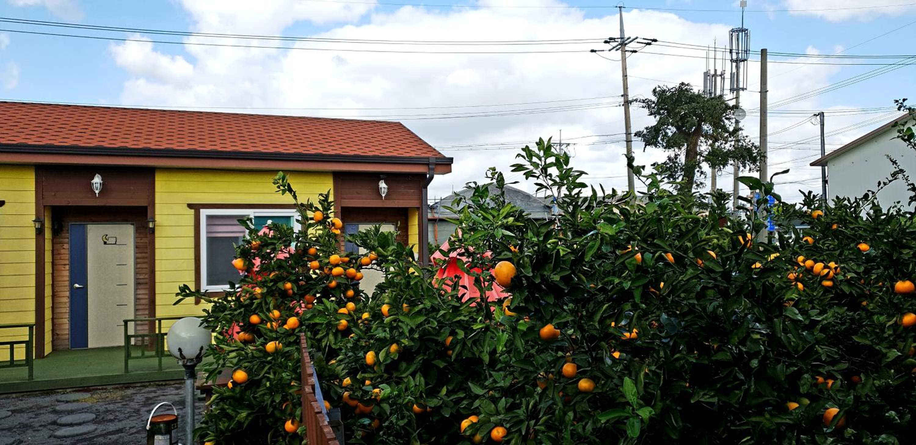 Brassica Flower Pension