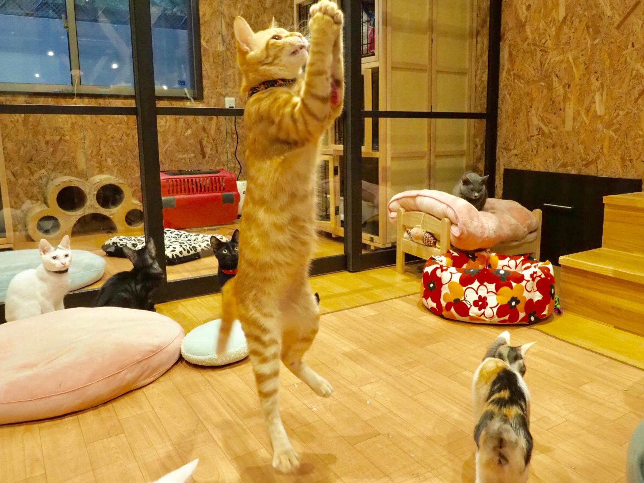 Nekokura Hostel