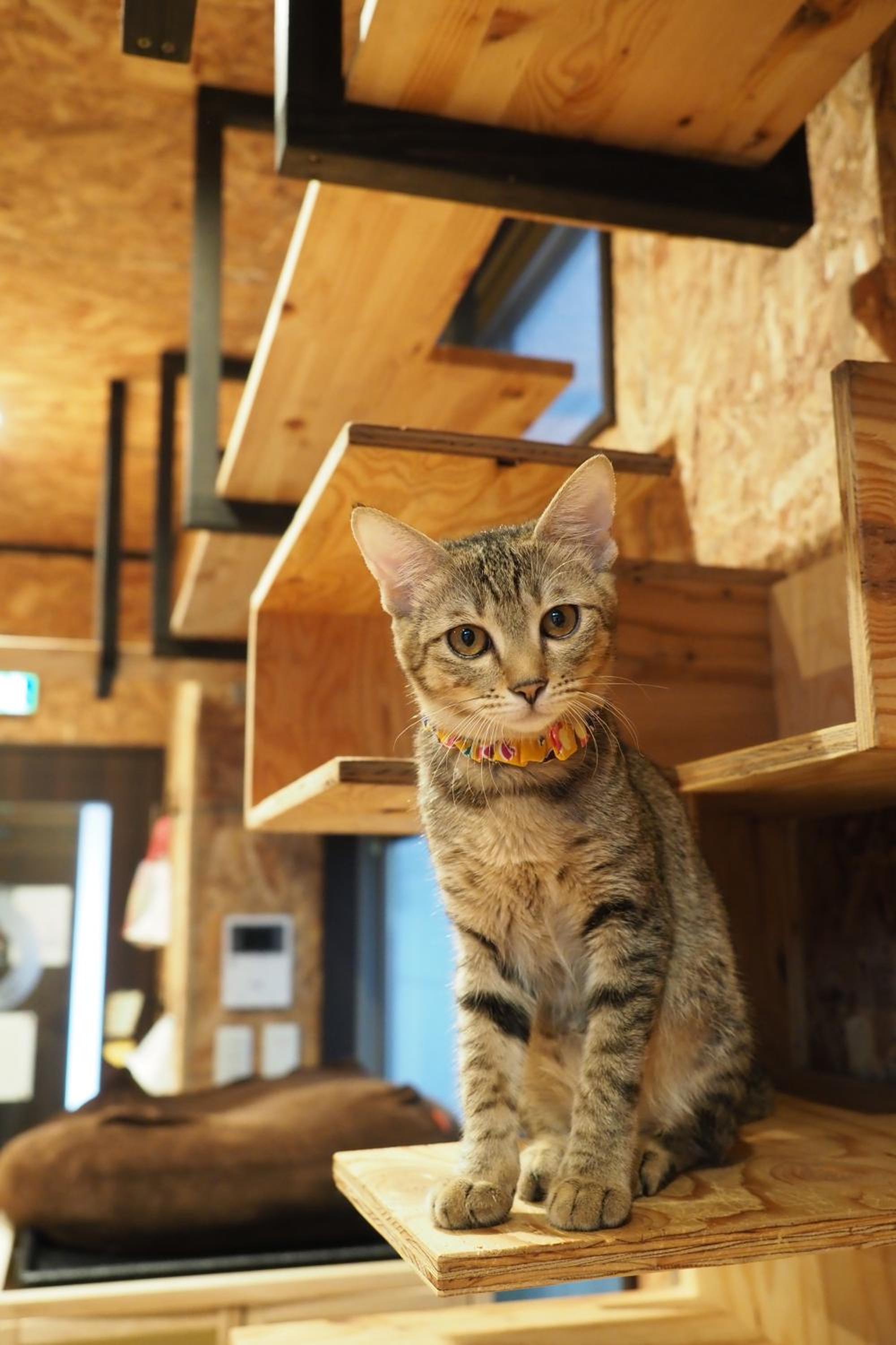 Nekokura Hostel