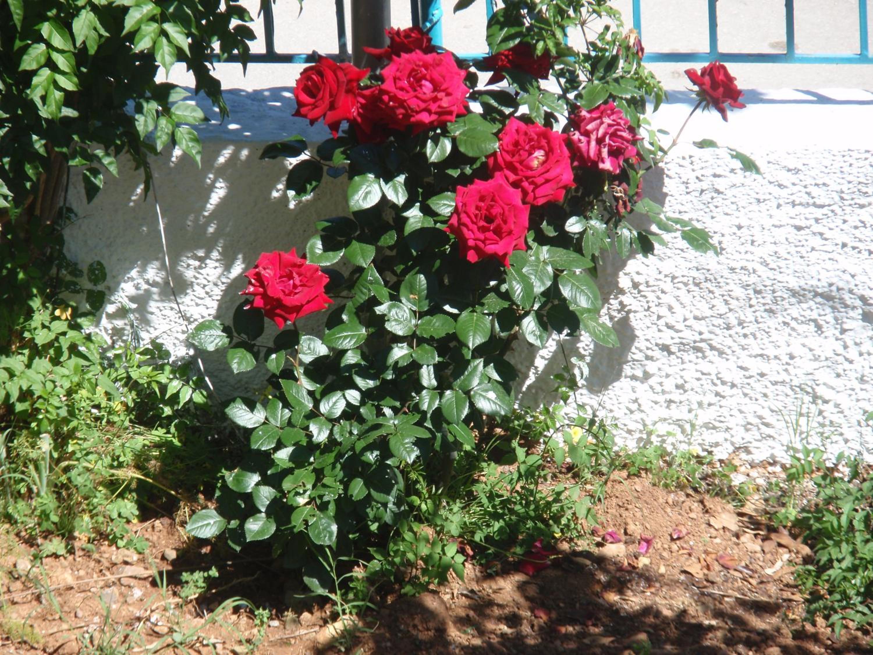 Agali Beach Apartments Seaside Stay in Chios view 5