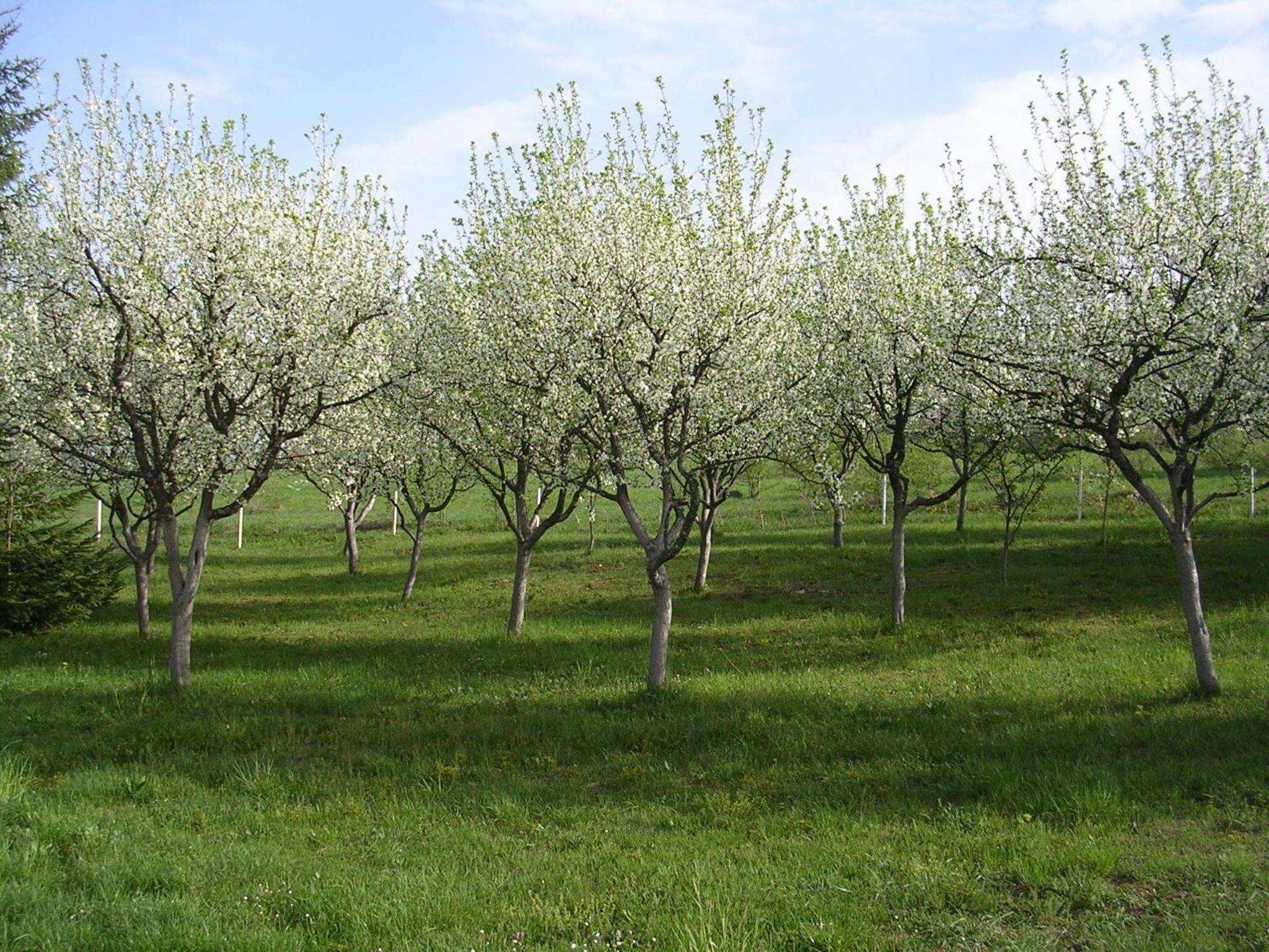 Photo 41