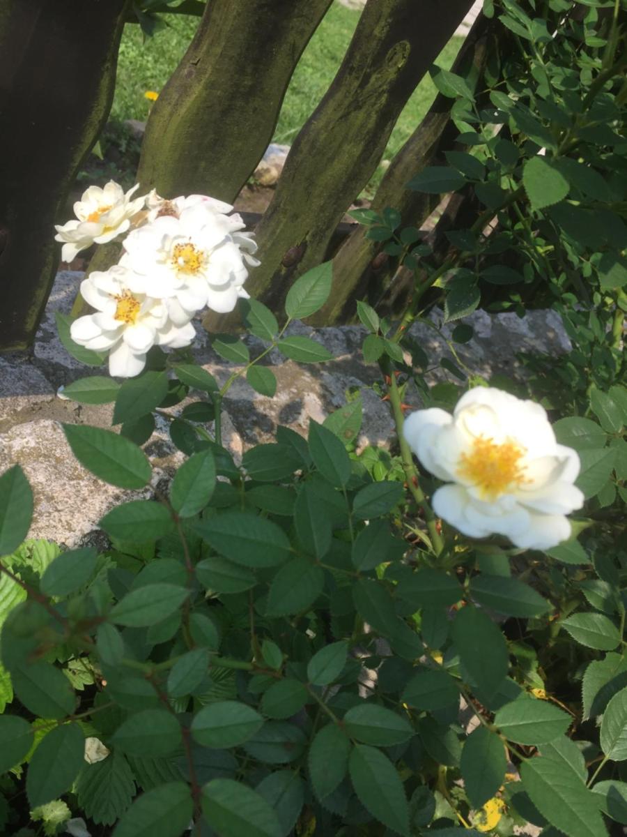 Photo 35