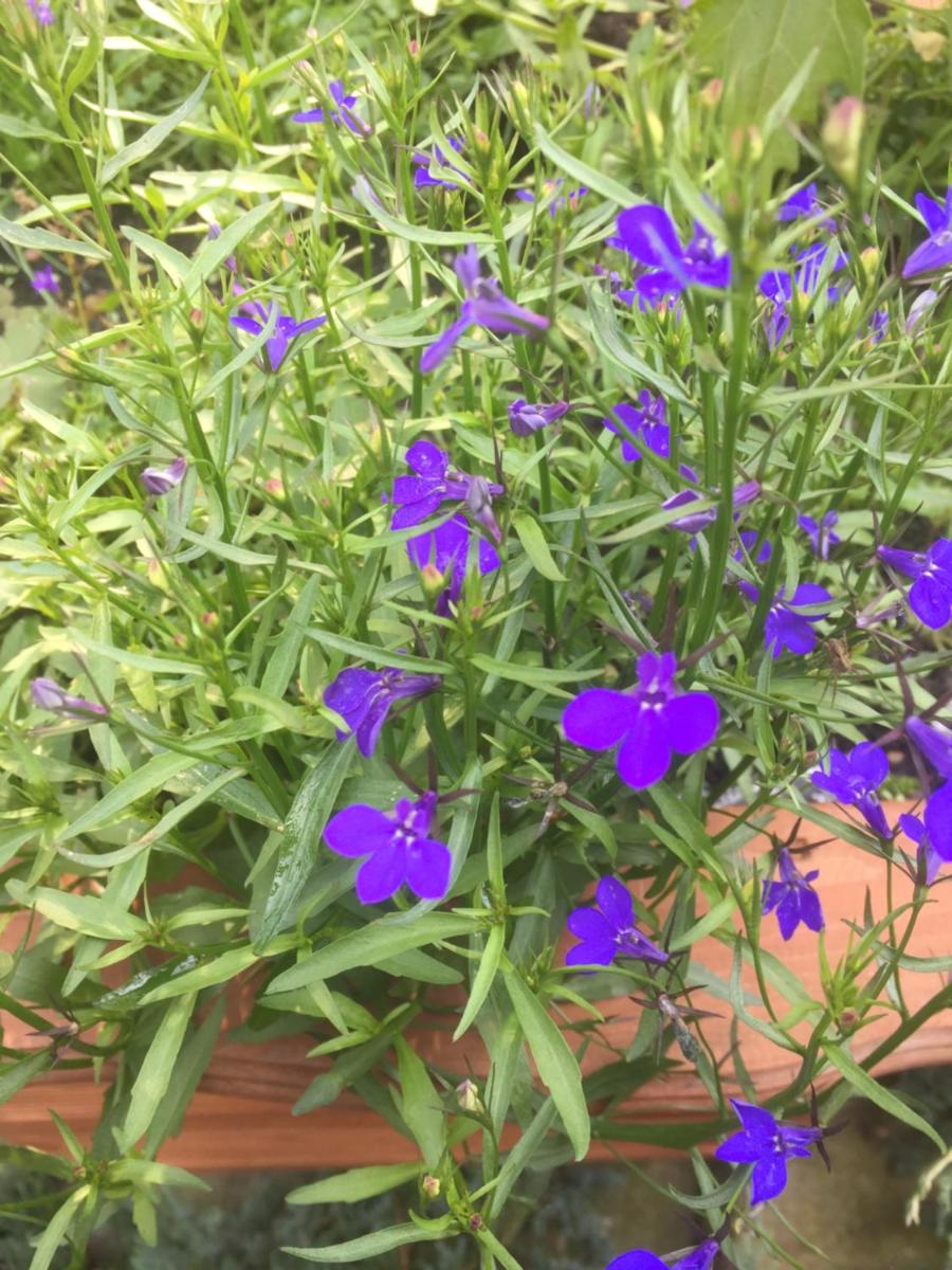 Photo 38