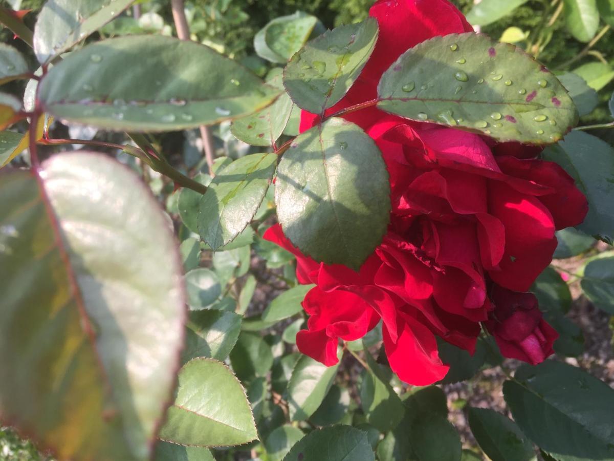 Photo 43