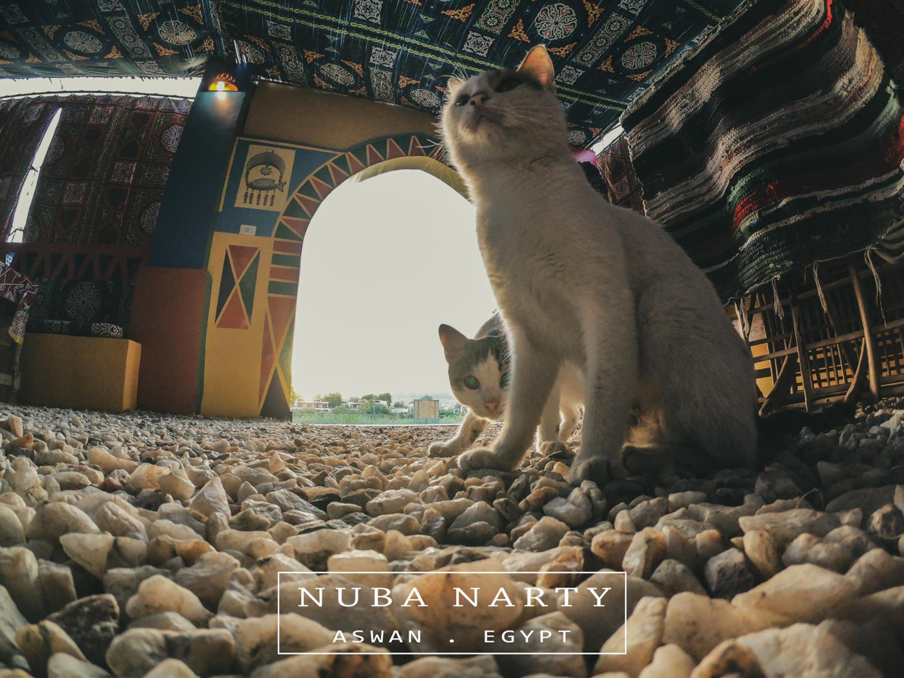 Nuba Narty