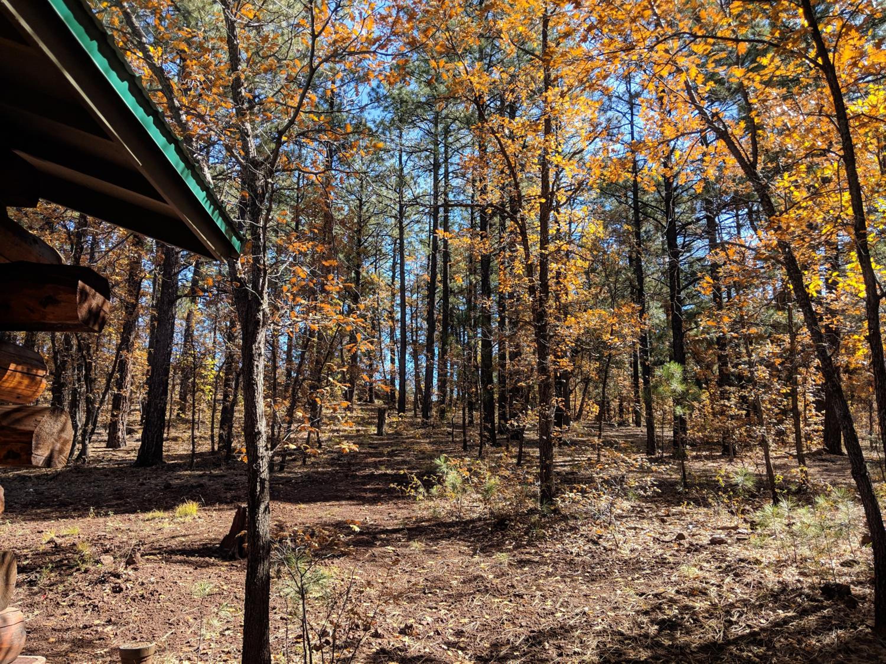 Charming Log Cabin in Tall Pines w Large Deck view 5