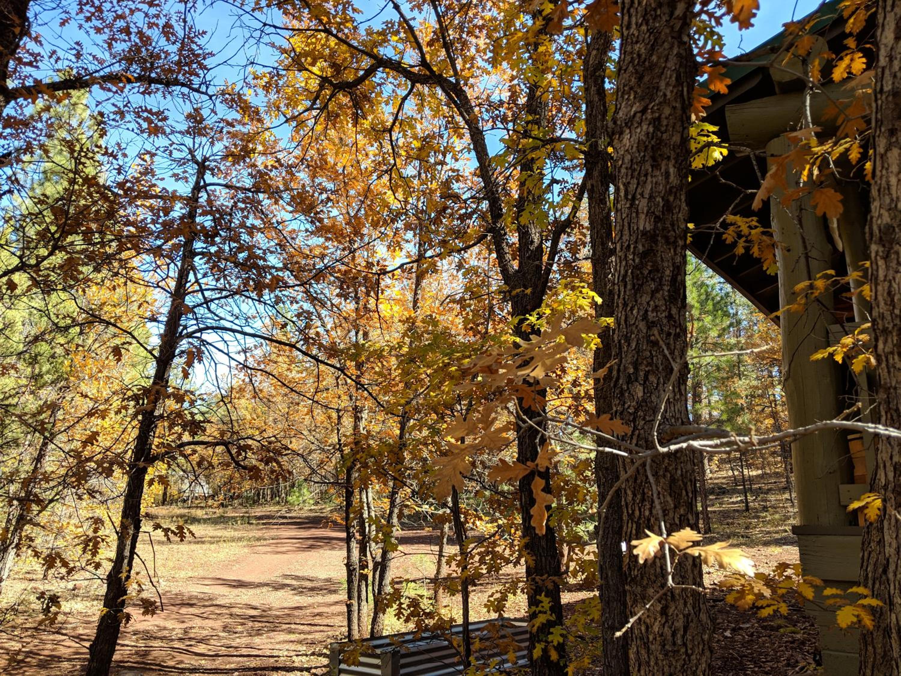 Charming Log Cabin in Tall Pines w Large Deck view 4
