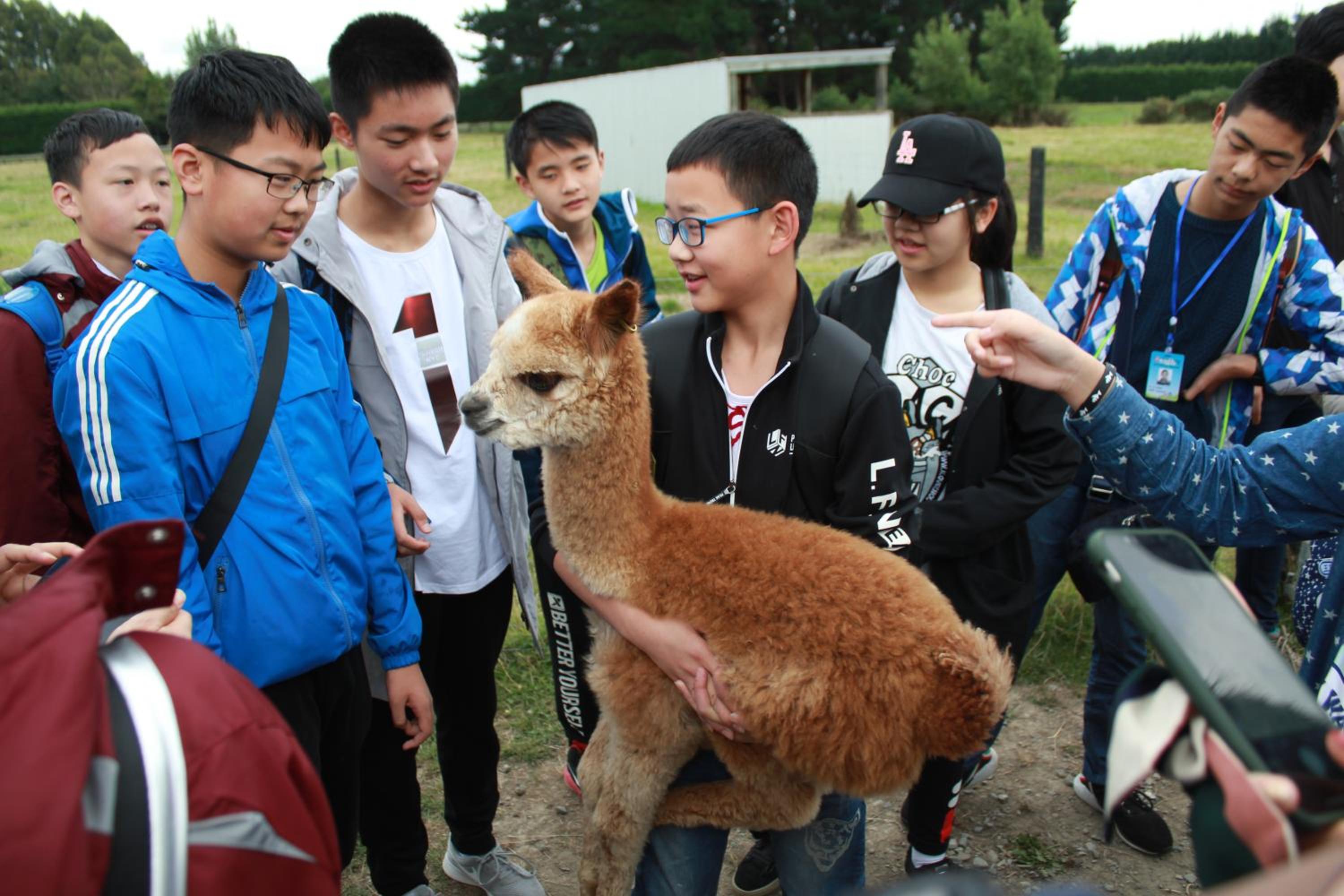 Silverstream Alpaca Farmstay & Tour