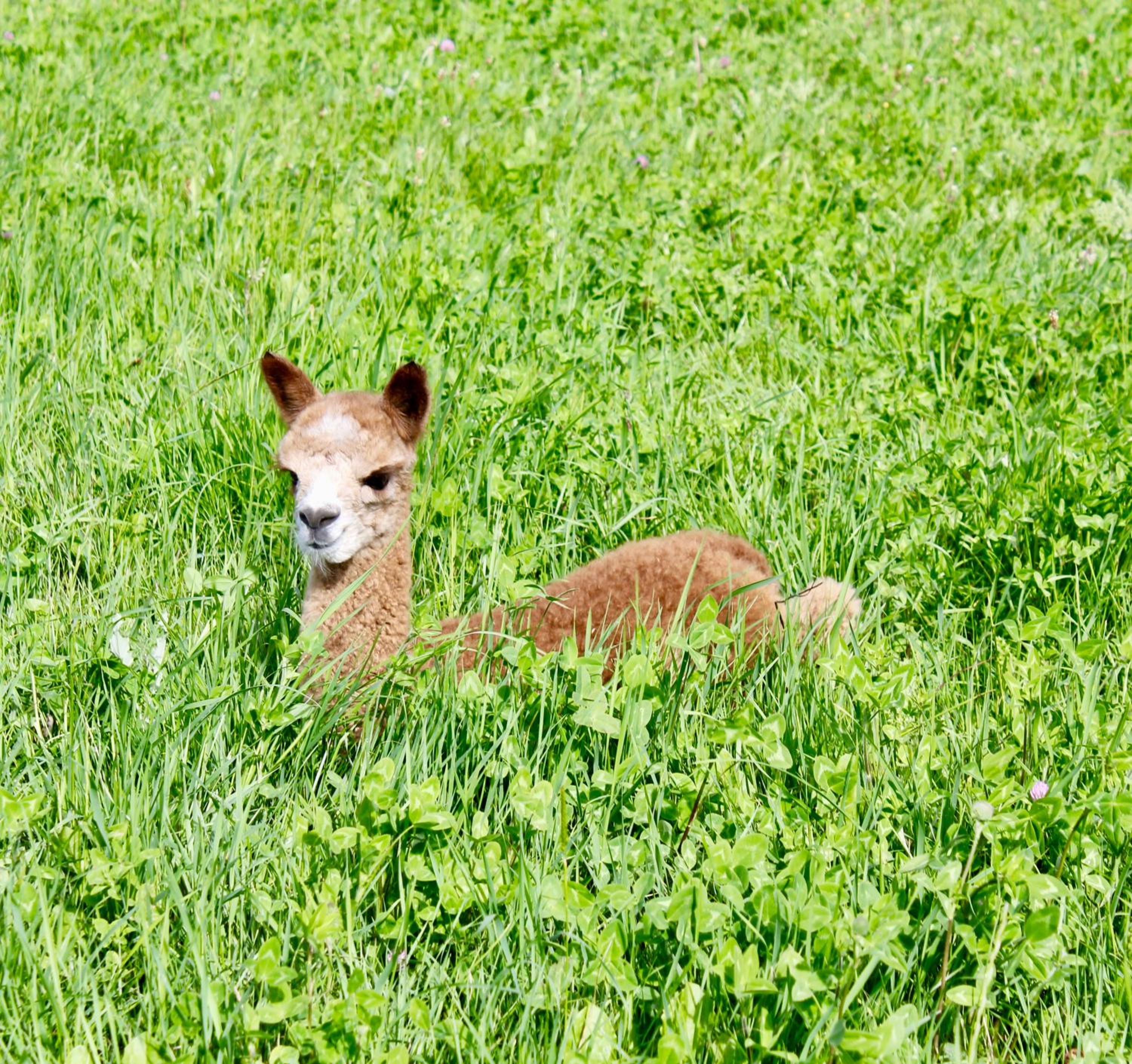 Silverstream Alpaca Farmstay & Tour