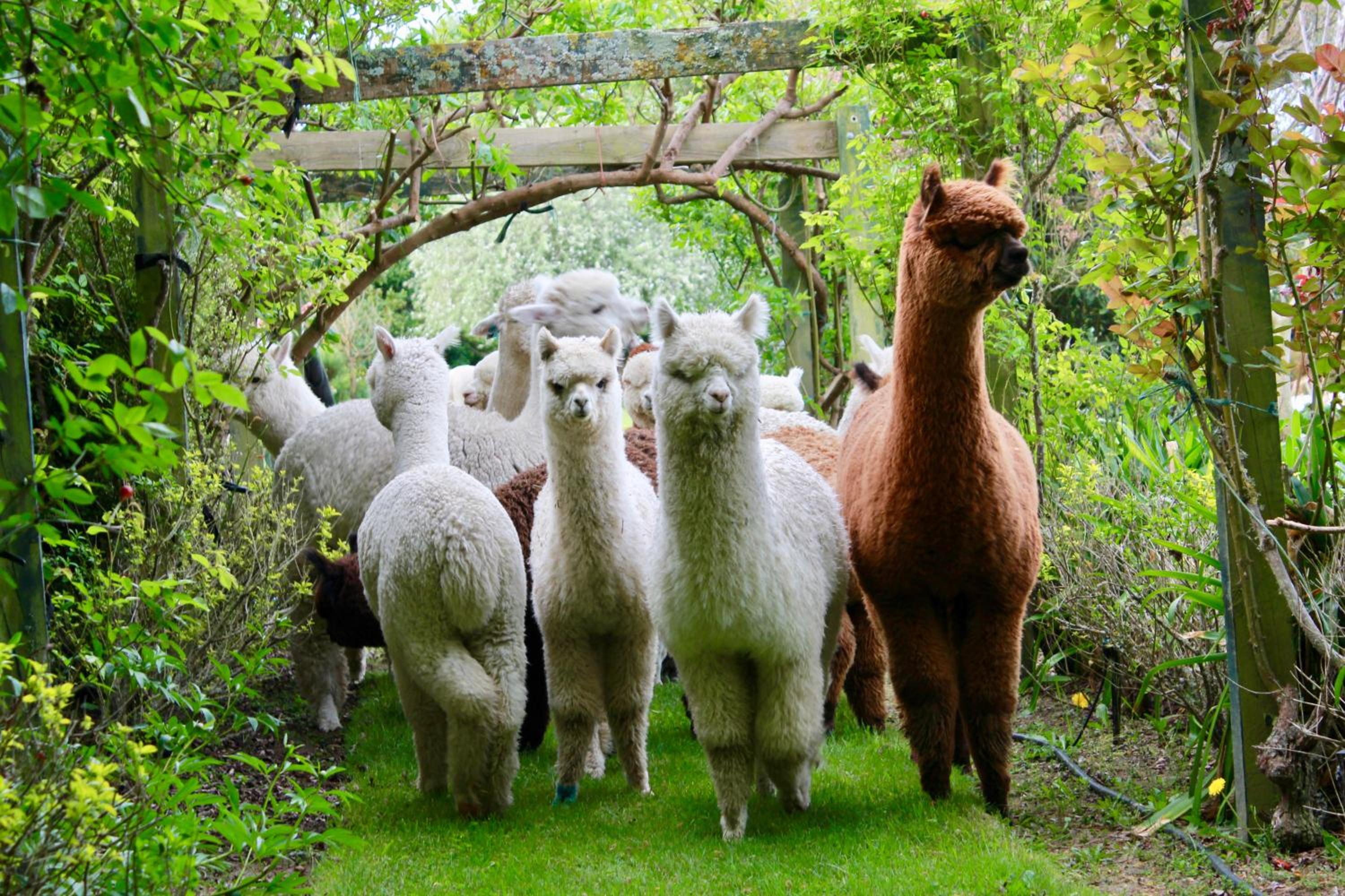 Silverstream Alpaca Farmstay & Tour