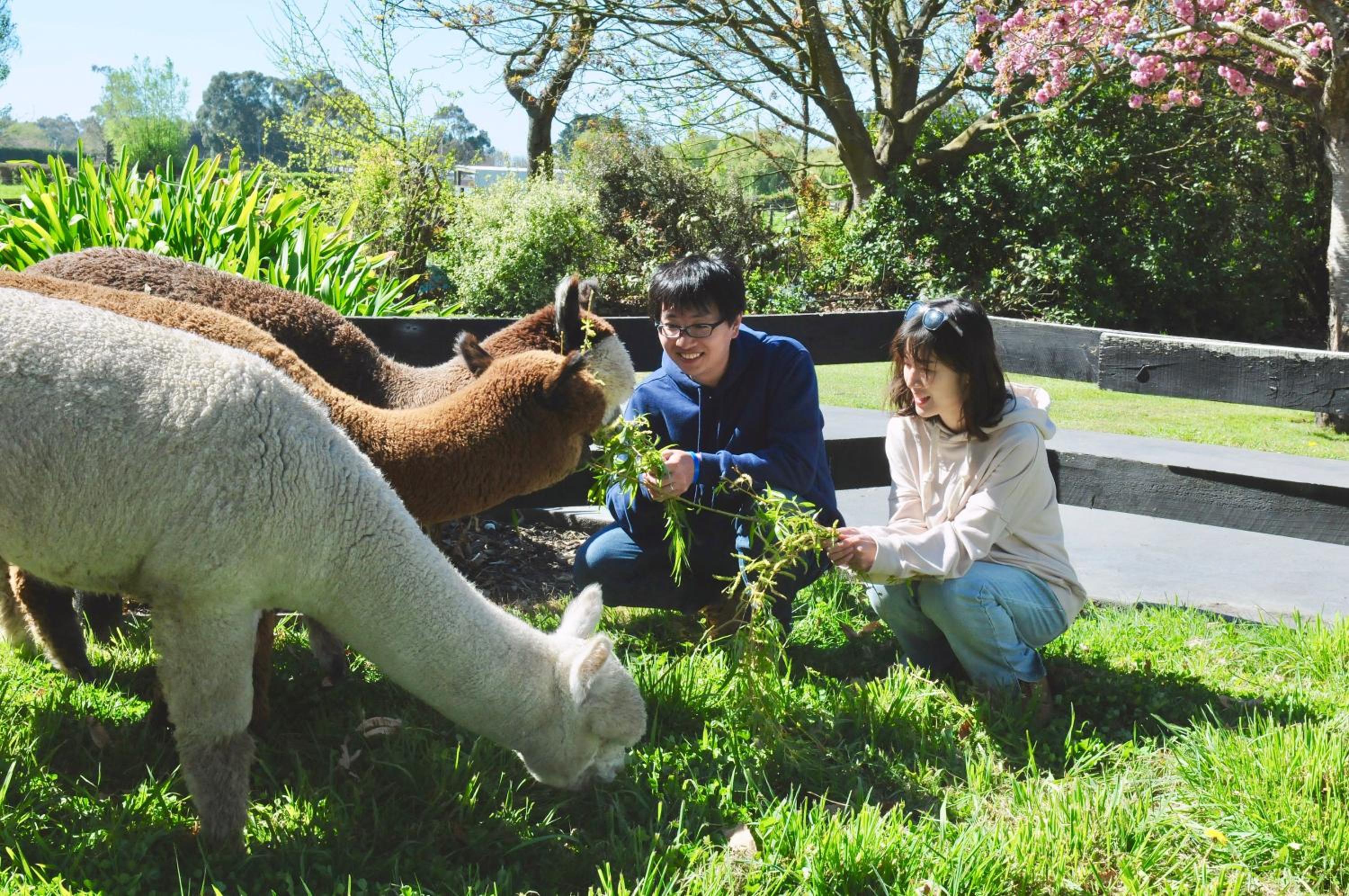 Silverstream Alpaca Farmstay & Tour