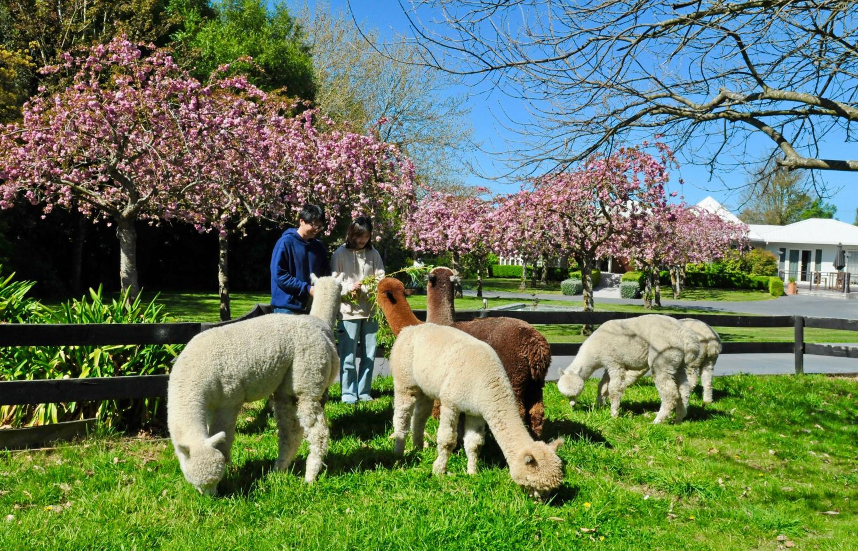 Silverstream Alpaca Farmstay & Tour