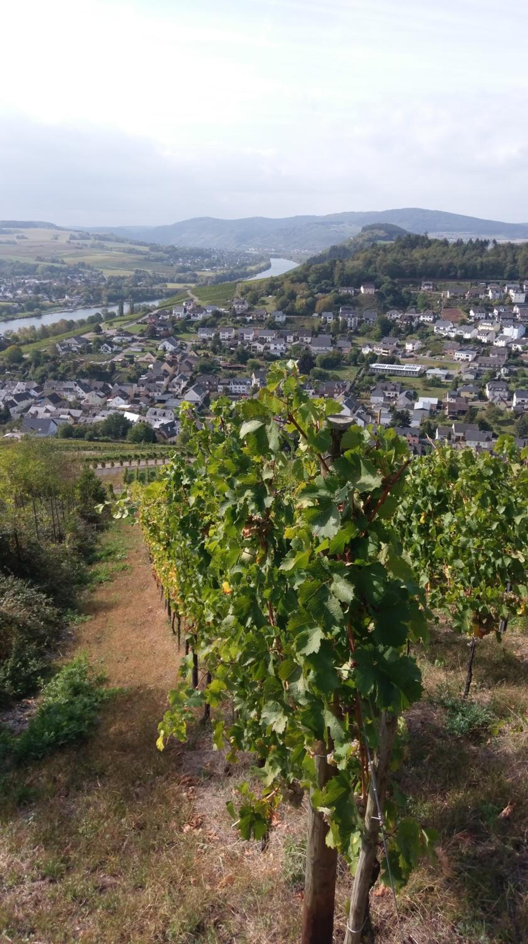 FeWo Freis in Brauneberg