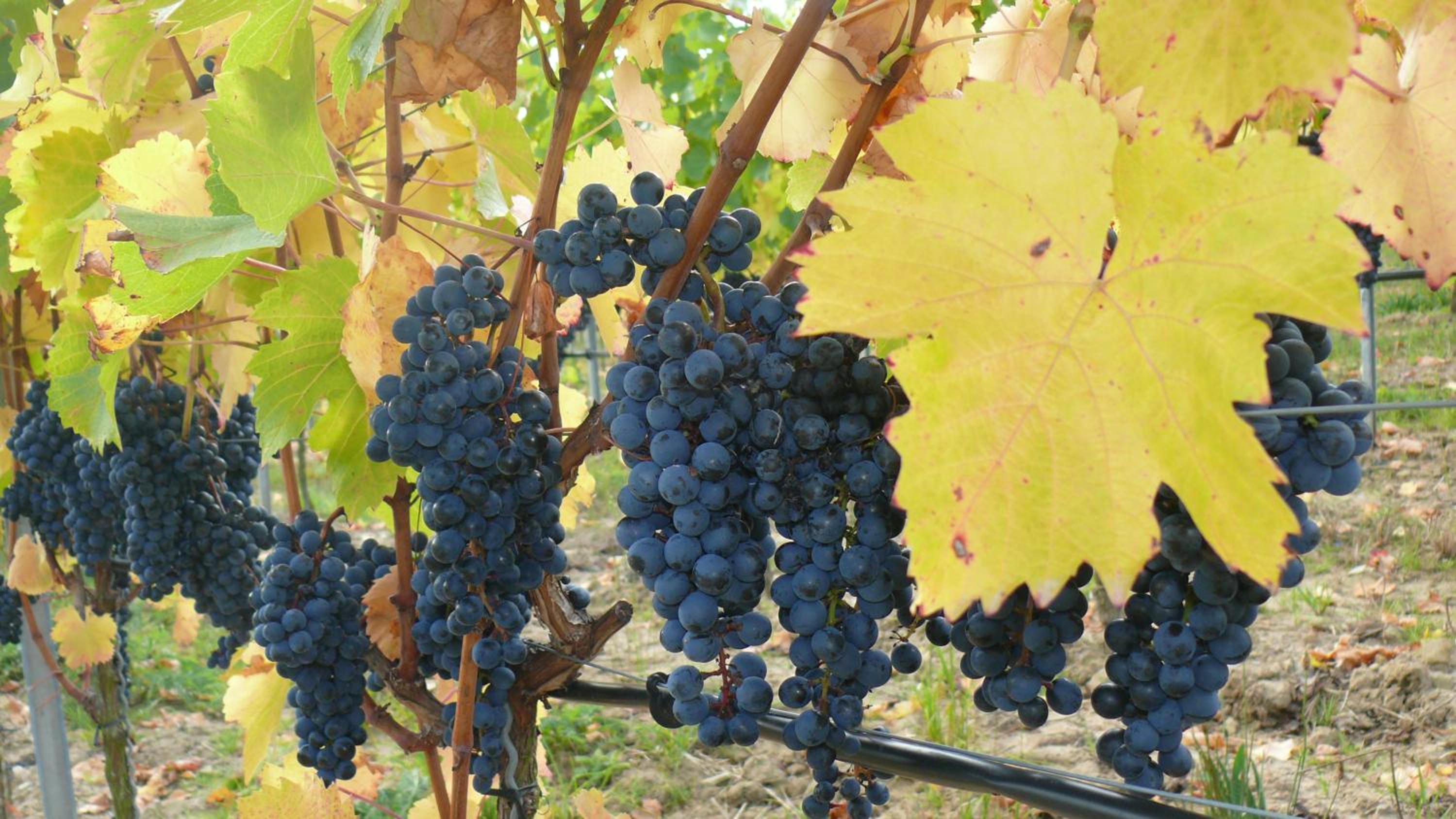 Weingut Herbert Kram