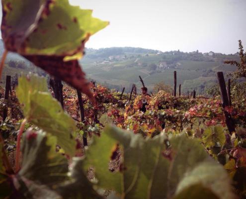 Agriturismo Cascina degli Ulivi