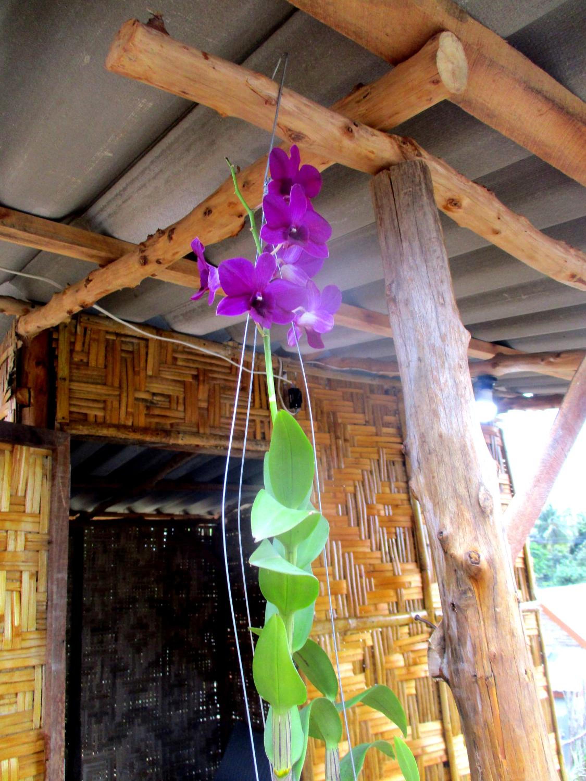 Rimsuan House