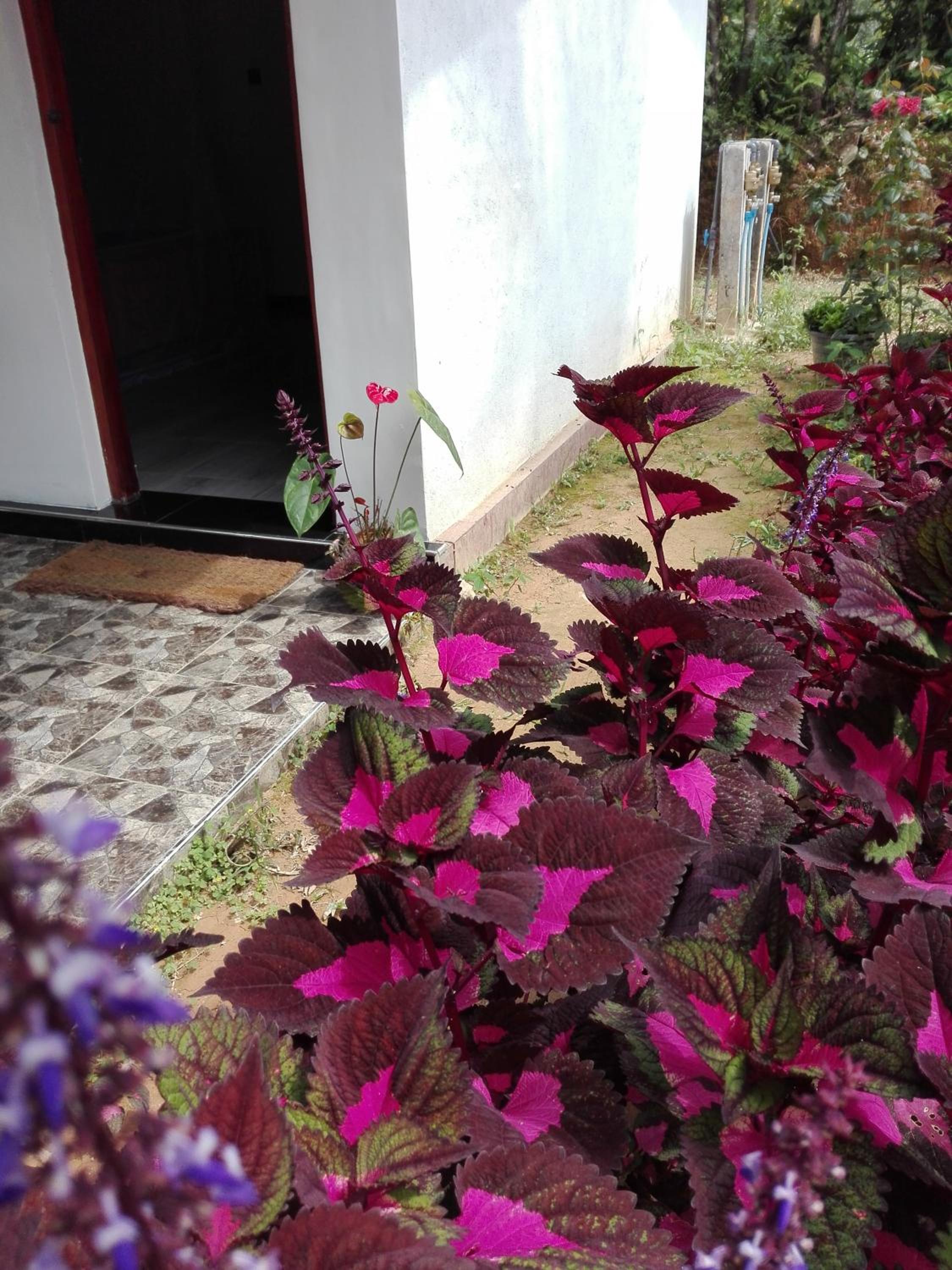Cinnamon Homestay ella