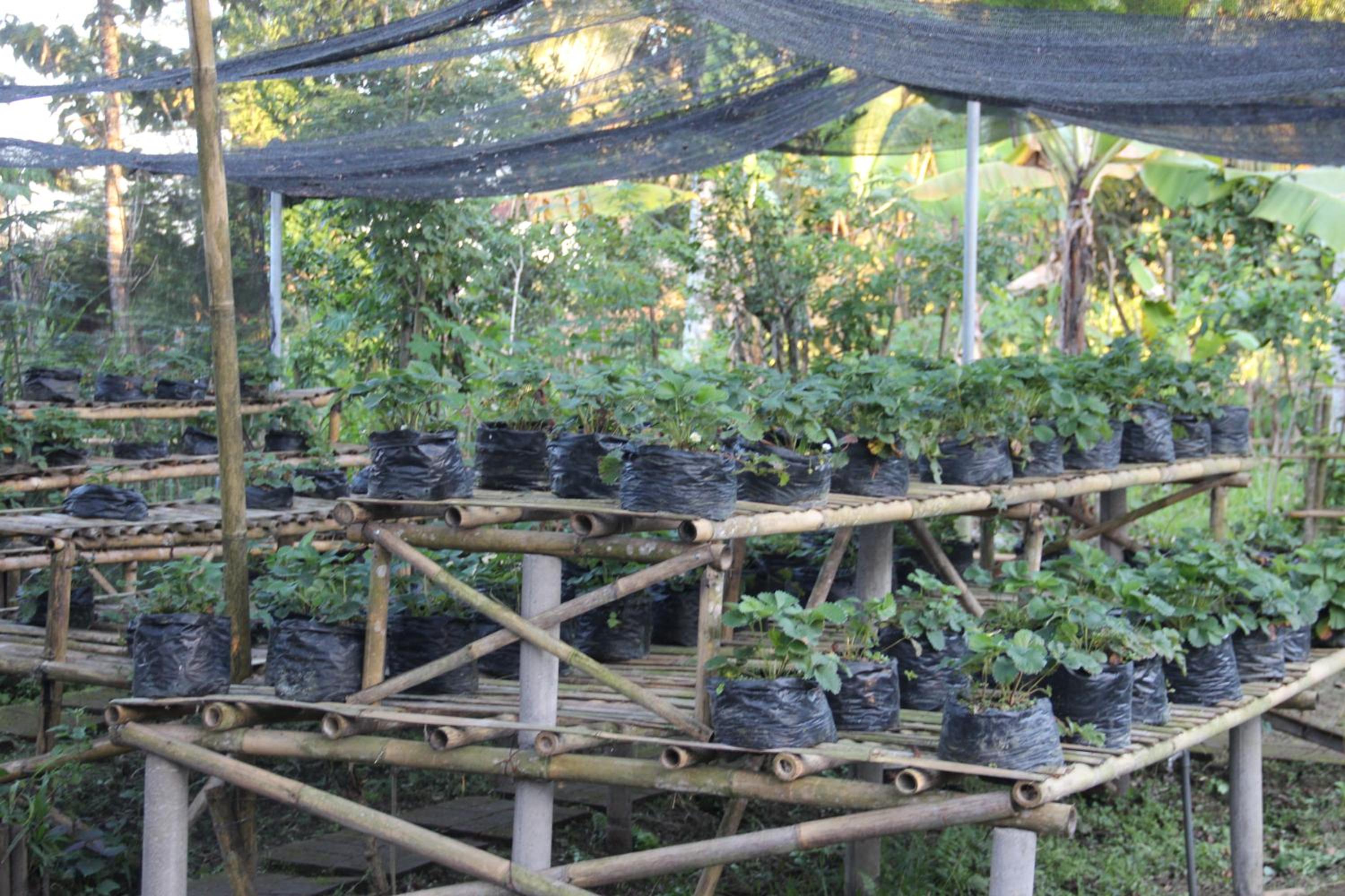 De Klumpu Bali Eco Tradi Stay