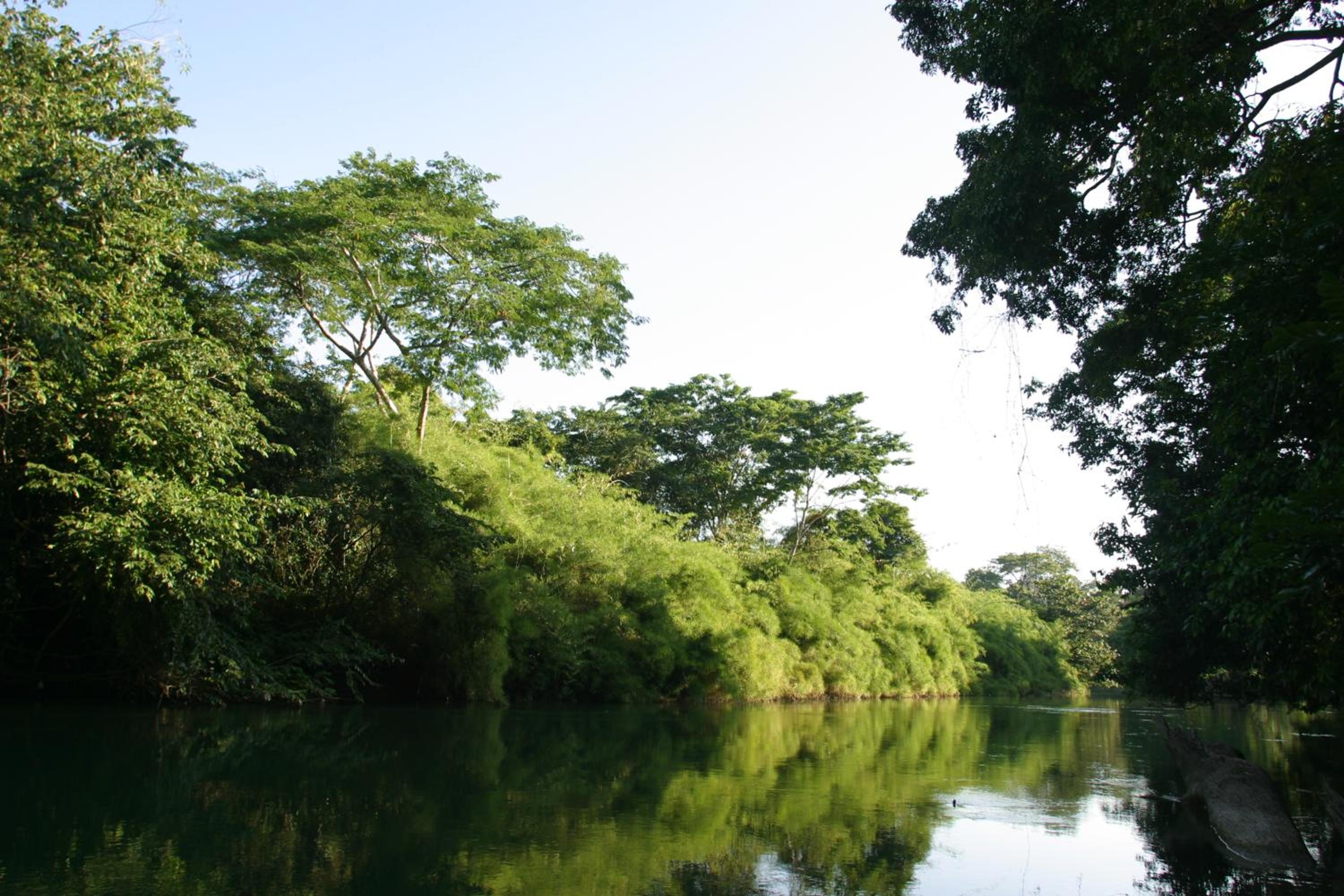 Cohune Palms River Cabanas