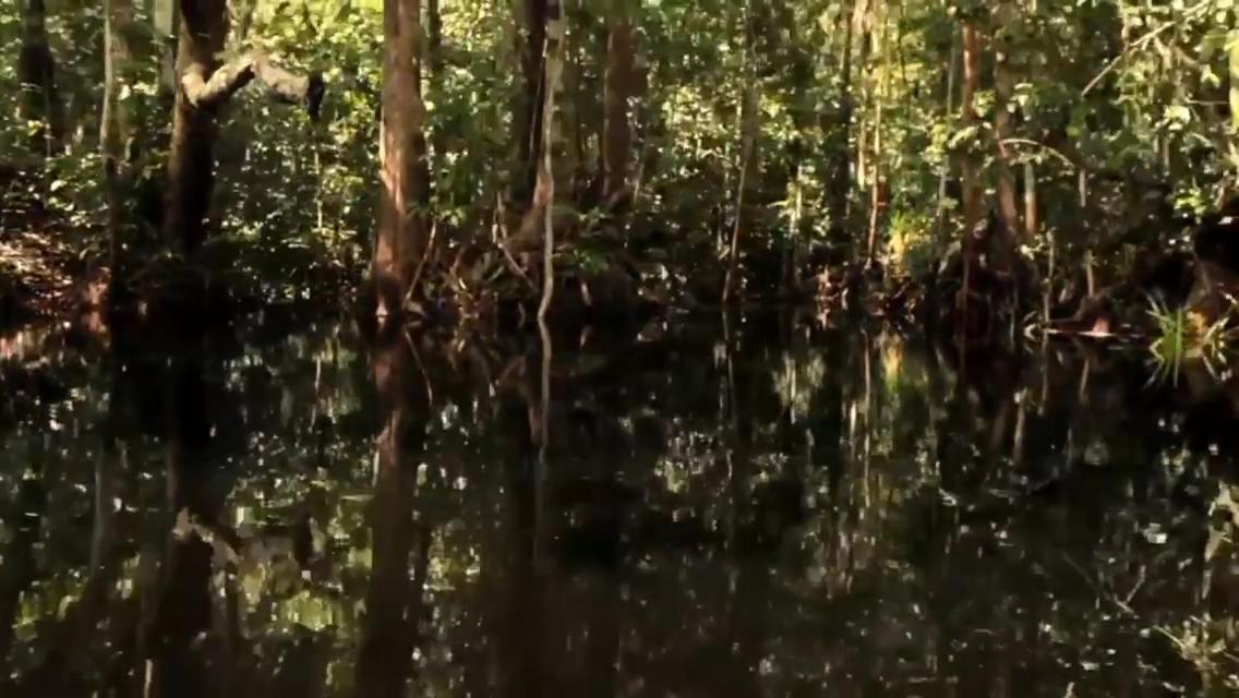 Orangutan Shaka Houseboat with cabin view 3