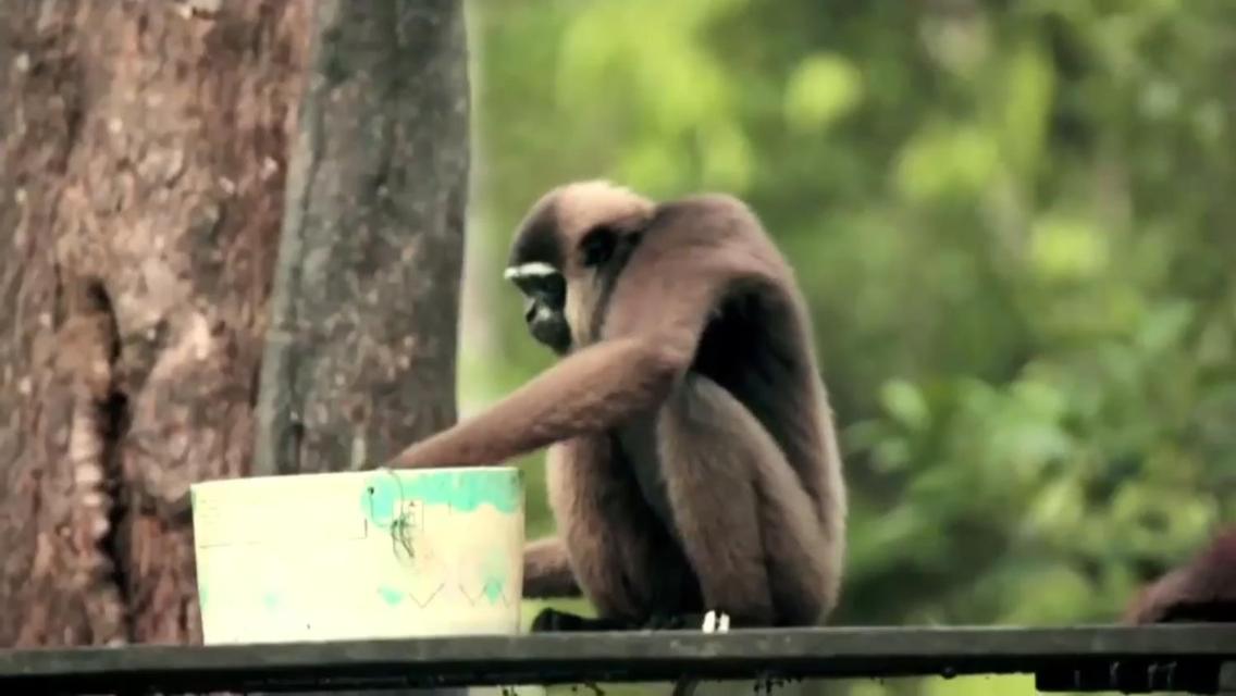 Orangutan Shaka Houseboat with cabin view 5