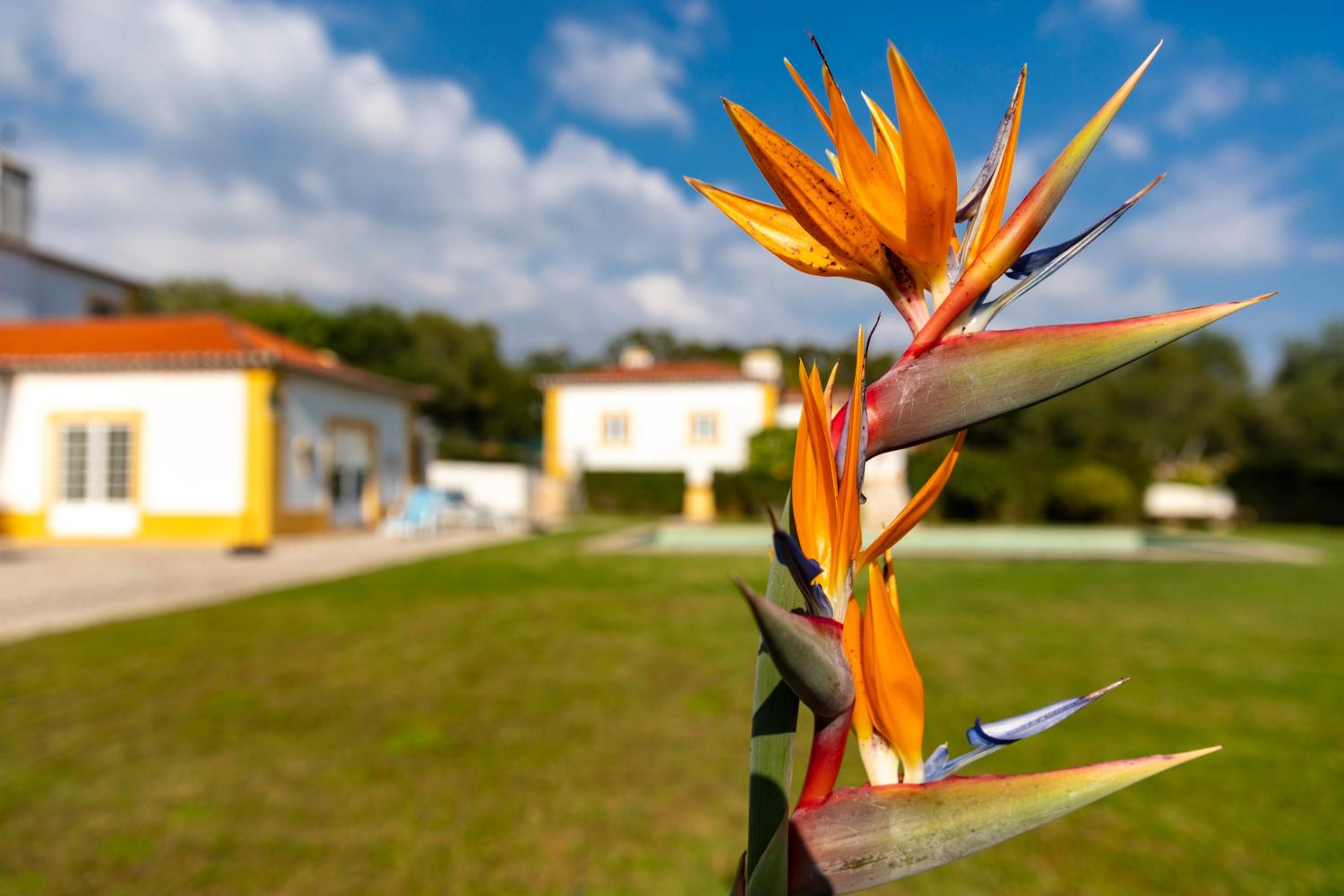 Quinta do Pé Descalço Guesthouse Sintra — photo 50