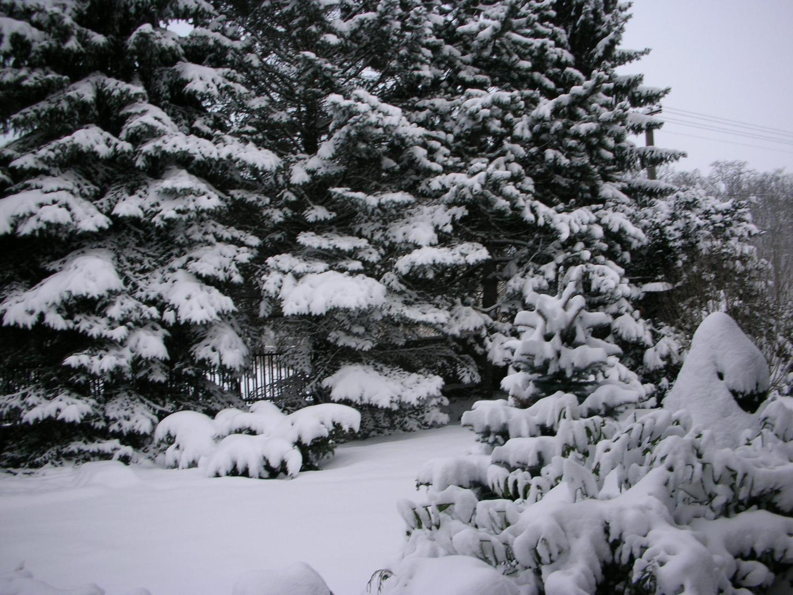 Conifer Cottage IdyllicPrague