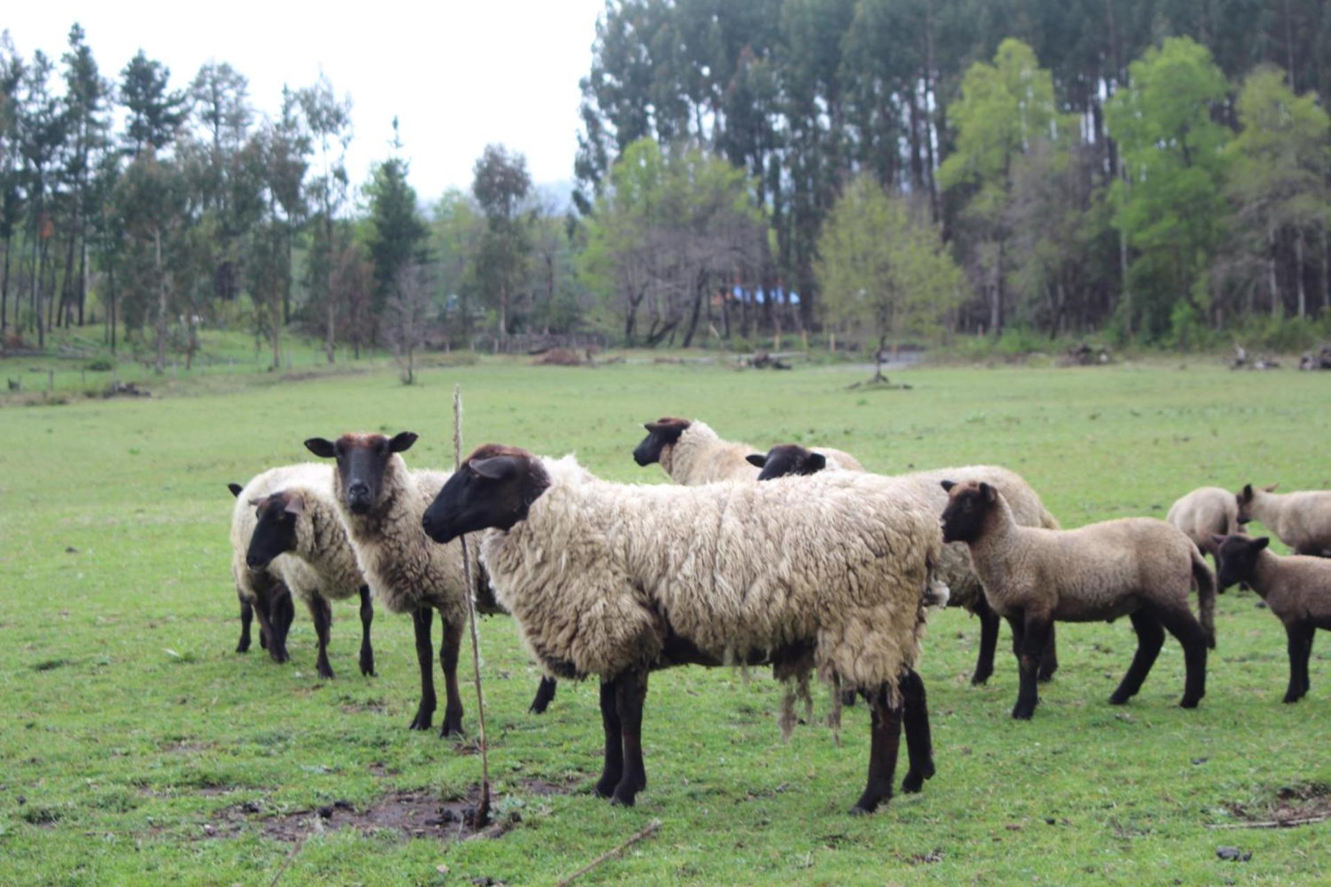 El Rincon de la Olguita